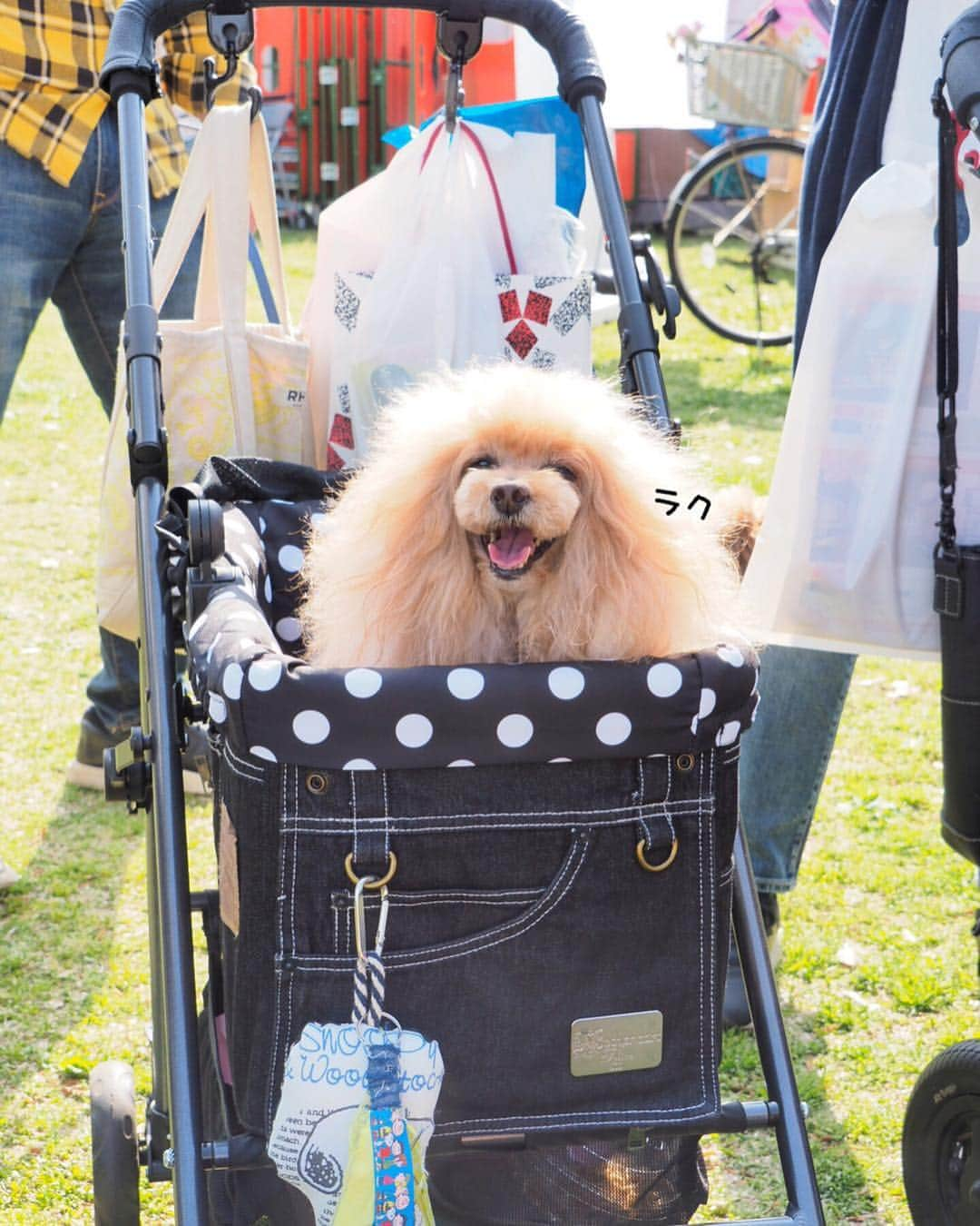 Toypoodle Mikuru?Asakusa Tokyoさんのインスタグラム写真 - (Toypoodle Mikuru?Asakusa TokyoInstagram)「20190420 Saturday. In Yokohama. #横浜ドッグウィーク にお友達と行ってきました😆 . ❶ 眩しいね！シャボン玉がわからない😅 ❷ 抱かれ上手と呼ばれてます。ワークショップで迷子札作ったよ！ @pikolle ❸ 抱かれ上手part2 ❹ 超宴メンバーなのに、なめポン @namecomummy いない😭 ❺ 似非ブル ❻ 背負われ上手とも呼ばれてます。 ❼ ジルちゃんのね。 ❽ お天気良くて眩しくて ❾ ジルちゃん @junandjill と ➓ お約束の乾杯 . ビール🍺飲んで沢山お散歩して 楽しい一日Special thank you💕 @sorapa9913  @laugh0903 . #横浜 #外飲み」4月21日 10時03分 - purapura299