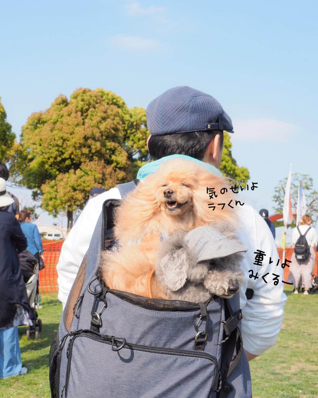 Toypoodle Mikuru?Asakusa Tokyoさんのインスタグラム写真 - (Toypoodle Mikuru?Asakusa TokyoInstagram)「20190420 Saturday. In Yokohama. #横浜ドッグウィーク にお友達と行ってきました😆 . ❶ 眩しいね！シャボン玉がわからない😅 ❷ 抱かれ上手と呼ばれてます。ワークショップで迷子札作ったよ！ @pikolle ❸ 抱かれ上手part2 ❹ 超宴メンバーなのに、なめポン @namecomummy いない😭 ❺ 似非ブル ❻ 背負われ上手とも呼ばれてます。 ❼ ジルちゃんのね。 ❽ お天気良くて眩しくて ❾ ジルちゃん @junandjill と ➓ お約束の乾杯 . ビール🍺飲んで沢山お散歩して 楽しい一日Special thank you💕 @sorapa9913  @laugh0903 . #横浜 #外飲み」4月21日 10時03分 - purapura299