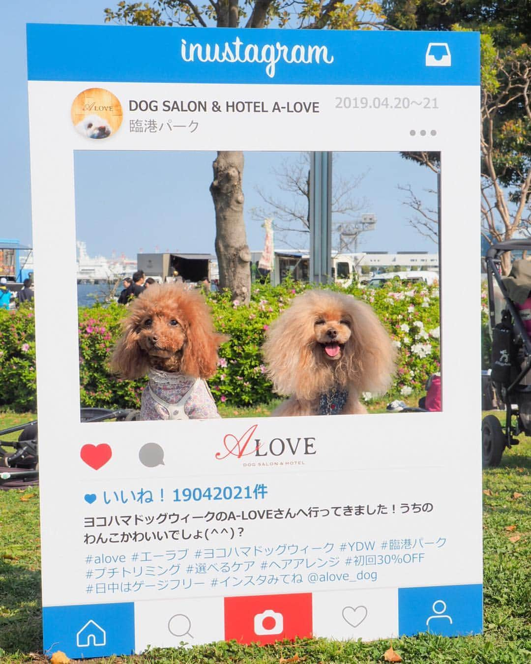 Toypoodle Mikuru?Asakusa Tokyoさんのインスタグラム写真 - (Toypoodle Mikuru?Asakusa TokyoInstagram)「20190420 Saturday. In Yokohama. #横浜ドッグウィーク にお友達と行ってきました😆 . ❶ 眩しいね！シャボン玉がわからない😅 ❷ 抱かれ上手と呼ばれてます。ワークショップで迷子札作ったよ！ @pikolle ❸ 抱かれ上手part2 ❹ 超宴メンバーなのに、なめポン @namecomummy いない😭 ❺ 似非ブル ❻ 背負われ上手とも呼ばれてます。 ❼ ジルちゃんのね。 ❽ お天気良くて眩しくて ❾ ジルちゃん @junandjill と ➓ お約束の乾杯 . ビール🍺飲んで沢山お散歩して 楽しい一日Special thank you💕 @sorapa9913  @laugh0903 . #横浜 #外飲み」4月21日 10時03分 - purapura299