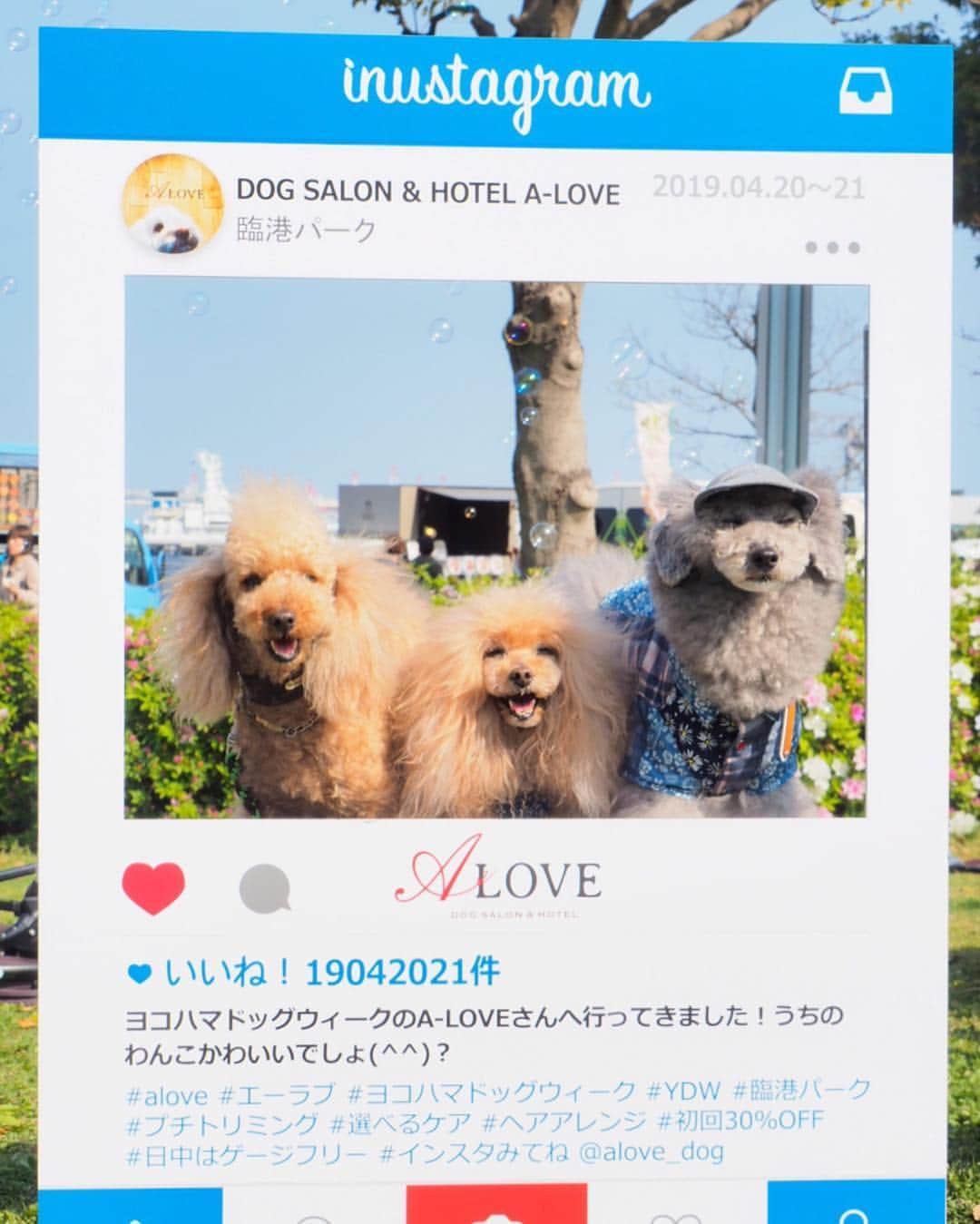 Toypoodle Mikuru?Asakusa Tokyoさんのインスタグラム写真 - (Toypoodle Mikuru?Asakusa TokyoInstagram)「20190420 Saturday. In Yokohama. #横浜ドッグウィーク にお友達と行ってきました😆 . ❶ 眩しいね！シャボン玉がわからない😅 ❷ 抱かれ上手と呼ばれてます。ワークショップで迷子札作ったよ！ @pikolle ❸ 抱かれ上手part2 ❹ 超宴メンバーなのに、なめポン @namecomummy いない😭 ❺ 似非ブル ❻ 背負われ上手とも呼ばれてます。 ❼ ジルちゃんのね。 ❽ お天気良くて眩しくて ❾ ジルちゃん @junandjill と ➓ お約束の乾杯 . ビール🍺飲んで沢山お散歩して 楽しい一日Special thank you💕 @sorapa9913  @laugh0903 . #横浜 #外飲み」4月21日 10時03分 - purapura299