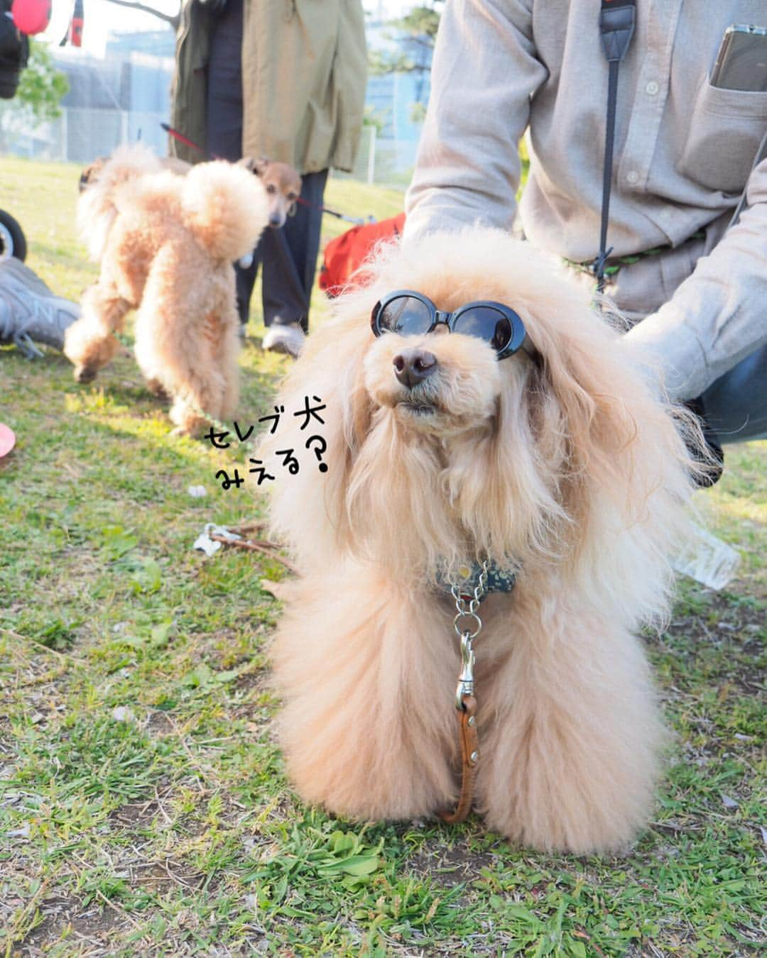 Toypoodle Mikuru?Asakusa Tokyoさんのインスタグラム写真 - (Toypoodle Mikuru?Asakusa TokyoInstagram)「20190420 Saturday. In Yokohama. #横浜ドッグウィーク にお友達と行ってきました😆 . ❶ 眩しいね！シャボン玉がわからない😅 ❷ 抱かれ上手と呼ばれてます。ワークショップで迷子札作ったよ！ @pikolle ❸ 抱かれ上手part2 ❹ 超宴メンバーなのに、なめポン @namecomummy いない😭 ❺ 似非ブル ❻ 背負われ上手とも呼ばれてます。 ❼ ジルちゃんのね。 ❽ お天気良くて眩しくて ❾ ジルちゃん @junandjill と ➓ お約束の乾杯 . ビール🍺飲んで沢山お散歩して 楽しい一日Special thank you💕 @sorapa9913  @laugh0903 . #横浜 #外飲み」4月21日 10時03分 - purapura299