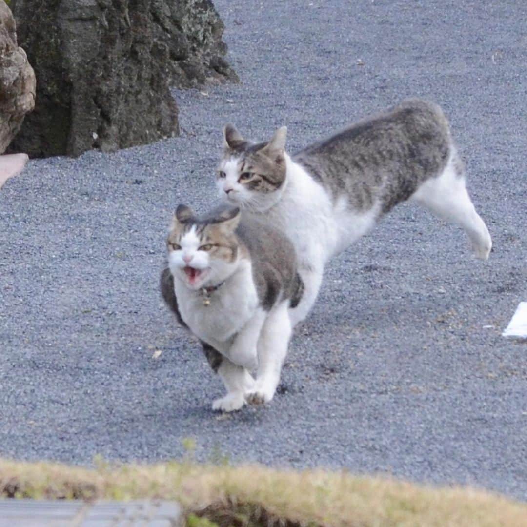 やふさんのインスタグラム写真 - (やふInstagram)「のまの顔がスゴいw 京太に追いかけられてシャー！言いながら走ってるらしい。最後はももにも威嚇されてかわいそうな京太 . #cat #neko #catlovers #catsofinstagram #catstagram #instacat #猫 #ねこ #ネコ #保護猫 #京太 #のま #のまらー #被災猫」4月21日 10時18分 - kyafy