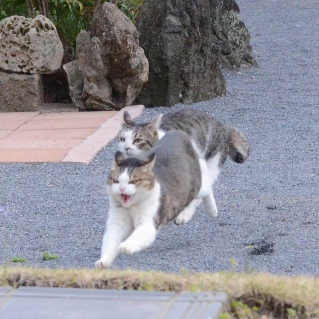 やふさんのインスタグラム写真 - (やふInstagram)「のまの顔がスゴいw 京太に追いかけられてシャー！言いながら走ってるらしい。最後はももにも威嚇されてかわいそうな京太 . #cat #neko #catlovers #catsofinstagram #catstagram #instacat #猫 #ねこ #ネコ #保護猫 #京太 #のま #のまらー #被災猫」4月21日 10時18分 - kyafy