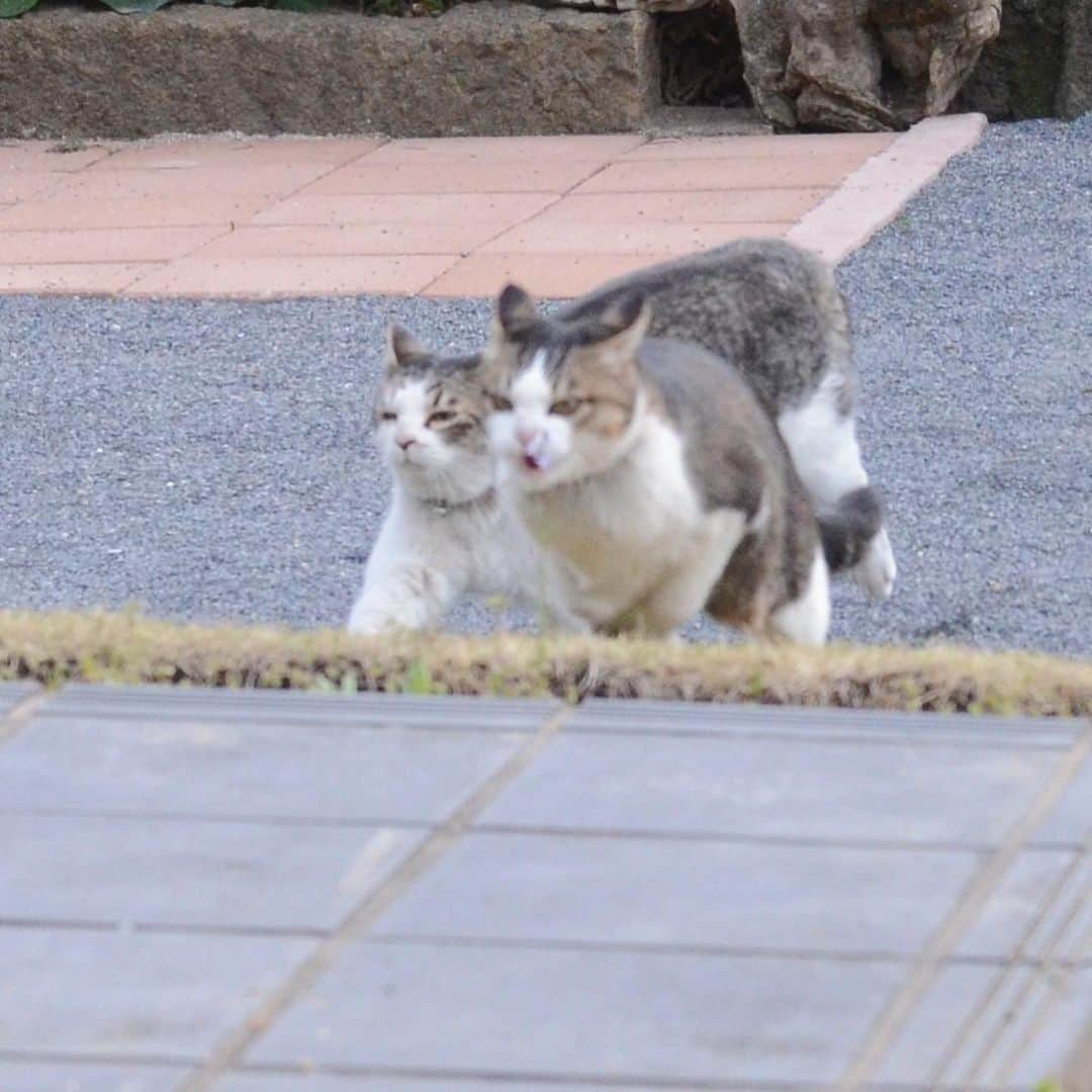 やふさんのインスタグラム写真 - (やふInstagram)「のまの顔がスゴいw 京太に追いかけられてシャー！言いながら走ってるらしい。最後はももにも威嚇されてかわいそうな京太 . #cat #neko #catlovers #catsofinstagram #catstagram #instacat #猫 #ねこ #ネコ #保護猫 #京太 #のま #のまらー #被災猫」4月21日 10時18分 - kyafy