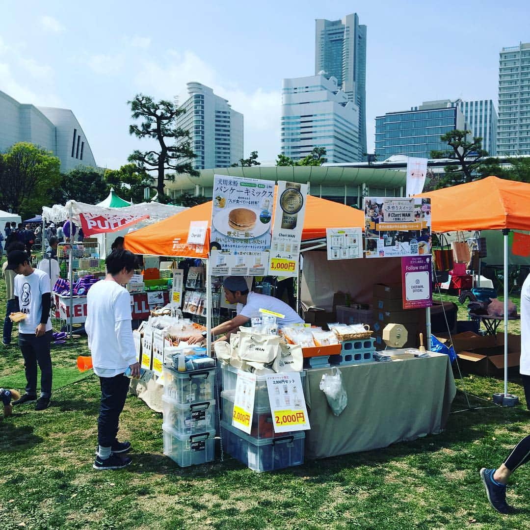 CheriWANさんのインスタグラム写真 - (CheriWANInstagram)「横浜ドッグウィーク2019 Marine Dog Party day2始まりましたー❣️ 昨日は #犬用米粉パンケーキ  の試食大人気で途中で在庫切れになってしまい申し訳ありません💦  本日分追加で焼いて持ってきました❣️ 本日もお肉にお魚、#犬用米粉パンケーキ のご試食沢山あります⭐️ 是非お越しください😉  #cheriwan #シェリーワン #ワンコ米粉パンケーキ #横浜ドッグウィーク #marinedogparty」4月21日 10時20分 - cheriwan_official