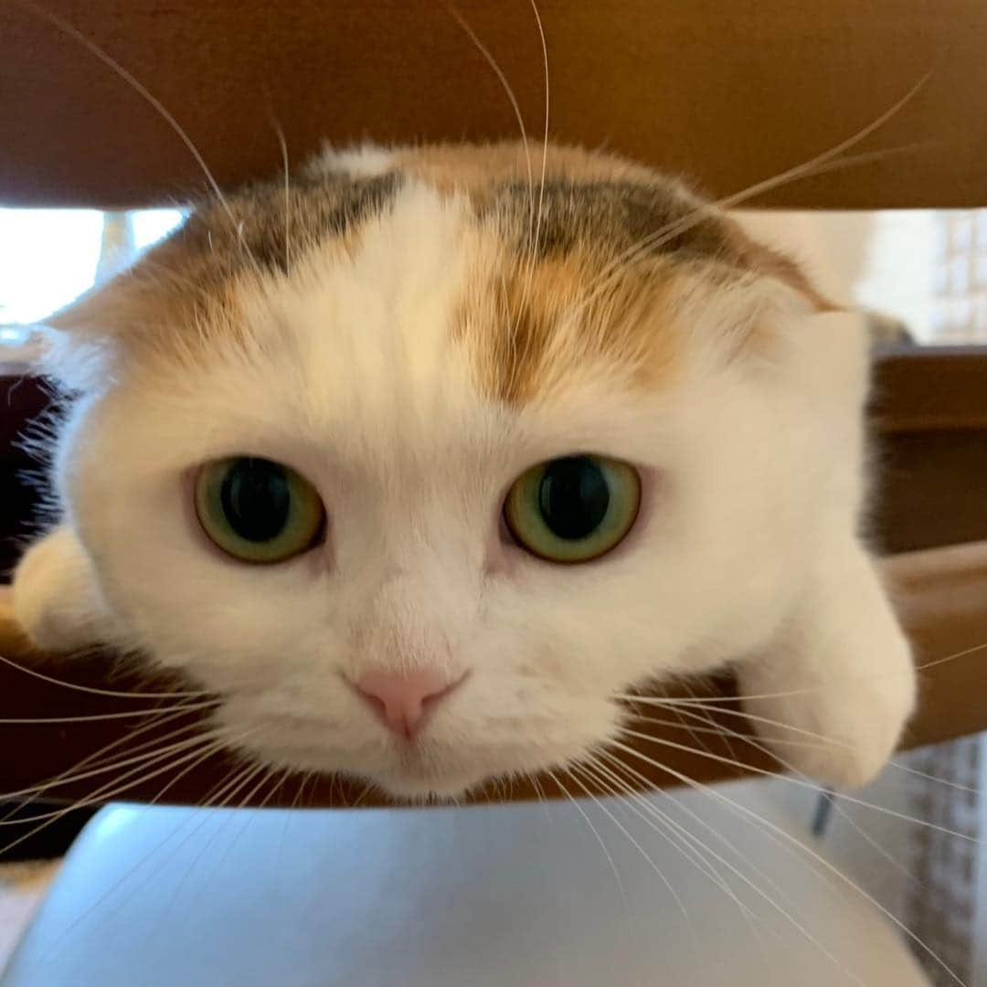 momo0224momomoさんのインスタグラム写真 - (momo0224momomoInstagram)「毛がゴアゴアなもも。  #ねこ#猫#かわいい#スコティッシュ#スコティッシュフォールド#ノルウェージャン#まん丸猫#ドラえもん#猫バカ#親バカ#多頭飼い#猫の平和を祈る#ペットバカ#ヌコ#Instagram猫#ねこ部」4月21日 10時29分 - momo0224momomo