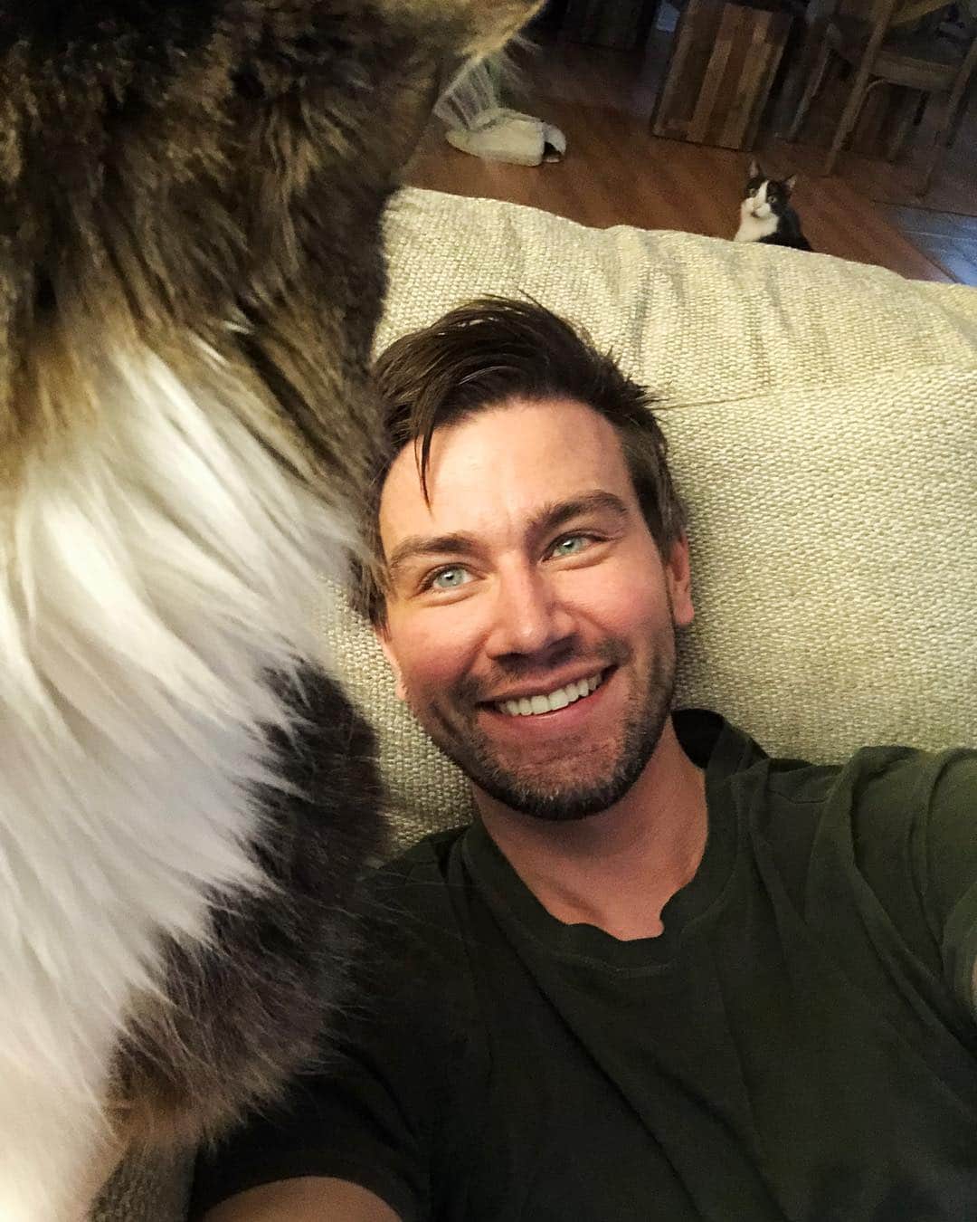 トーランス・クームスのインスタグラム：「Foreground cat. Background cat.」