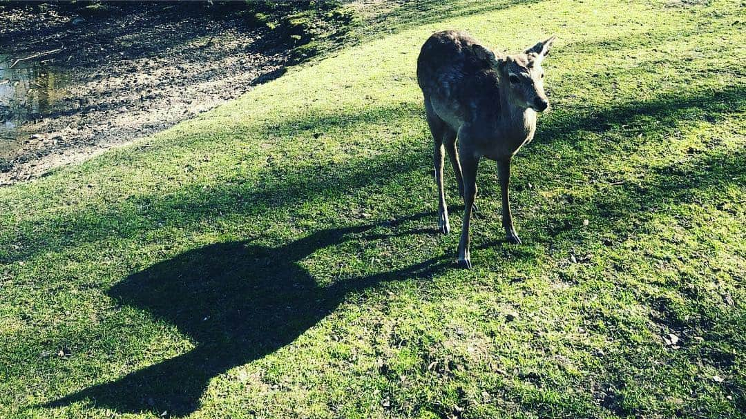 竹澤汀さんのインスタグラム写真 - (竹澤汀Instagram)「Easter holiday  イースターホリデーで、学校が5日ほど休みで、友達に誘われて、デンマーク国内をドライブでまわっています。  目的地はAarhusとSkagen。 Aarhusはデンマークで2番目に大きな街だそうです。  Skagenは、デンマーク最北端の地で、北海とバルト海が交わるビーチがあります。 1枚目は砂丘の。海につかっているのが、そのビーチ。痛いくらい寒かったけど、海があったら入りたい私は、素足で地球を感じました。どちらもとんでもなく美しかったなあ。びっくりした。  夜は、デンマーク人の学校の友達の家におじゃまして、みんなでごはんをご馳走になりました。  現地の人の暮らしの中に一瞬でも入り込めるのは、とても嬉しいことです。  デンマークの人のあたたかさや、暮らしぶり、ユーモア。やはりとても好きです。 また色々ZINEにでもしたいなあ。  ふいに食べるパンがうまい。  #旅ログ #denmark🇩🇰 #traveler #journey #旅 #japan #🥖 #mgwtkzw」4月21日 1時39分 - migiwaaaaaaaaaa