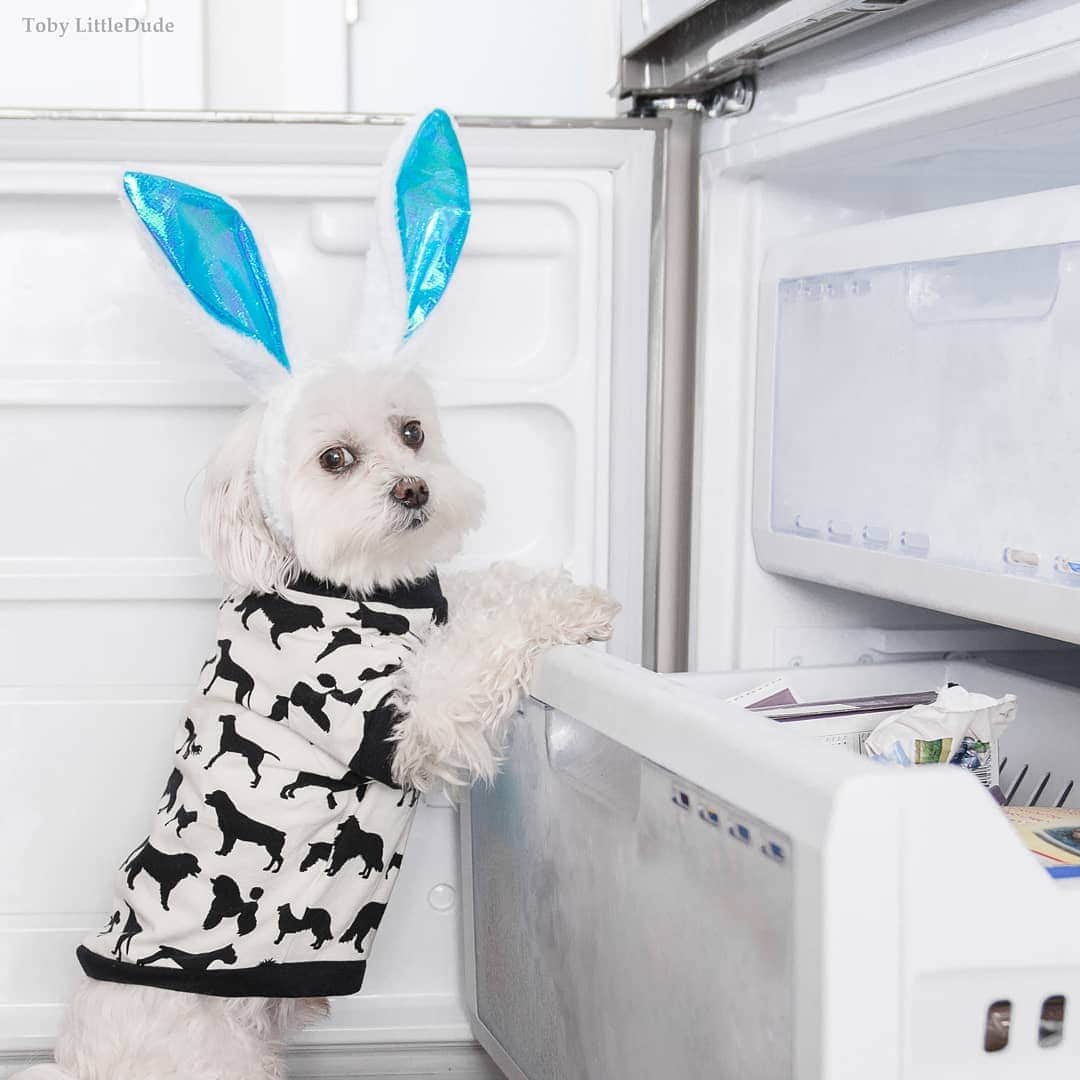 Toby LittleDudeのインスタグラム：「Wishing everybunny a Happy Easter 🐰🐣」