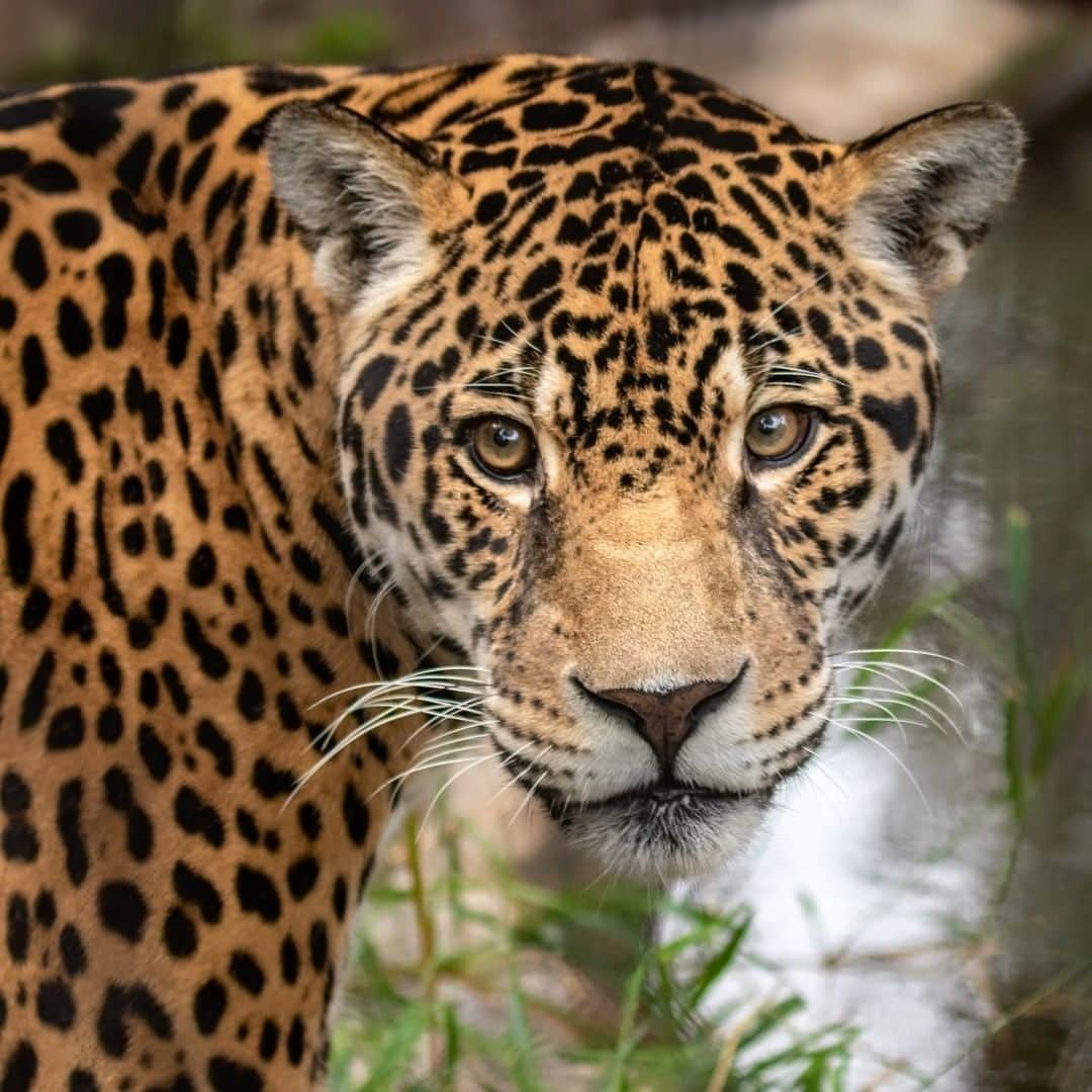 San Diego Zooさんのインスタグラム写真 - (San Diego ZooInstagram)「Looking back at his 8 lives wondering where the time has gone... While jaguars were hunted to extinction here in the early 20th century, there are now individuals living in the Southwest US again. The species is mainly found in Mexico and Central and South America. As the only big cat species in the New World, jaguars have dominated the rituals and stories of the people who live there. Depictions of jaguars are found in ruins all along Mexico’s Yucatán Peninsula, where the jaguar was a chief figure in religious rites. Some tales say that jaguars can move between worlds because they are at home both in the trees and on the ground, and they hunt both day and night. Today, the jaguar continues to be considered a symbol of royalty, intelligence, beauty, and strength. 📸: Penny Hyde  #GuapoTheJaguar #caturday #bigcatsofinstagram #jaguarsofinstagram #sandiegozoo #endextinction」4月21日 3時00分 - sandiegozoo