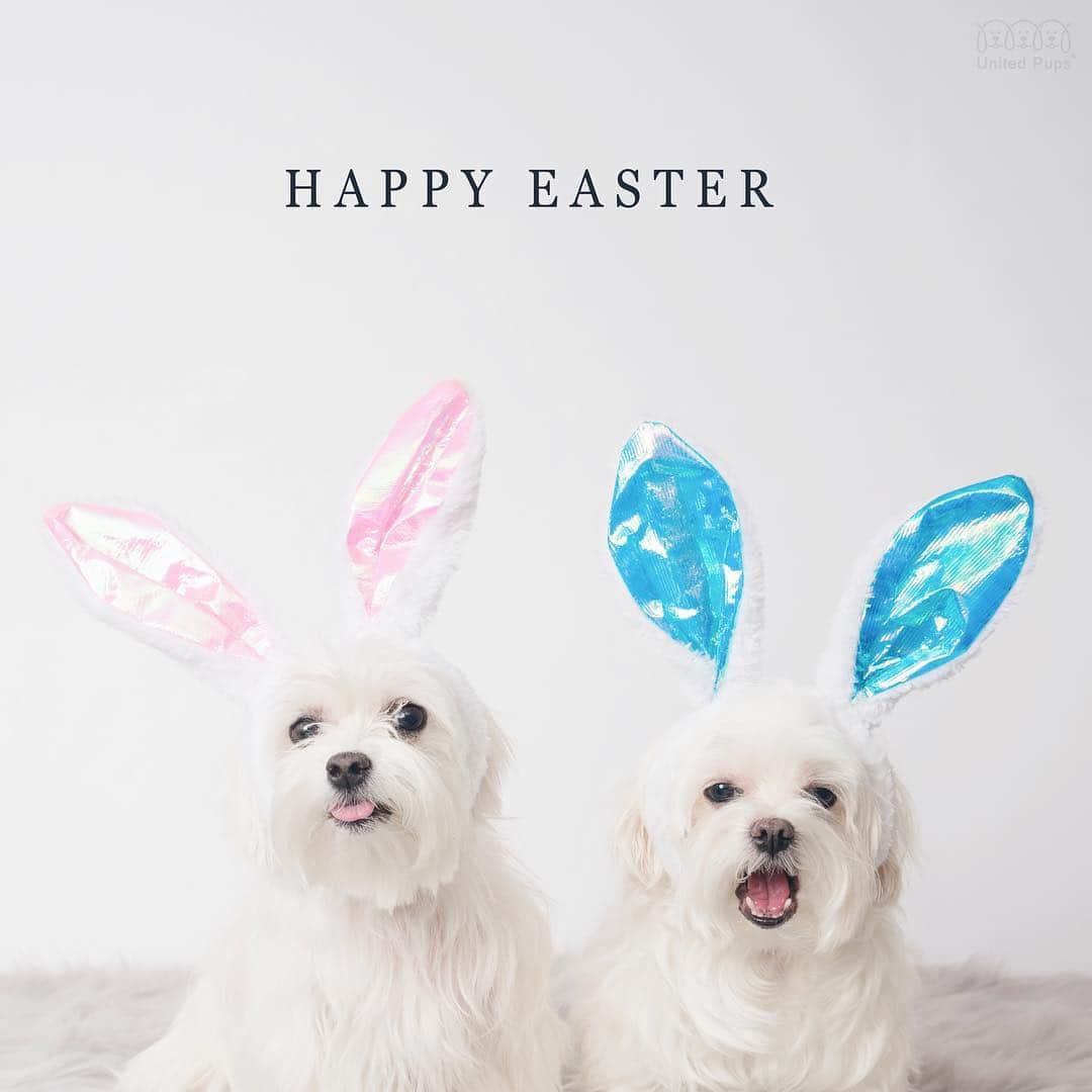 のインスタグラム：「Happy hoppy Easter 🐣 ! We hope the Easter bunny 🐰can bring lots of goodies 😋to everybody🥰 ・・・・ #bunnydog #bunnyears #easterdog #easterweekend #dogwithbunnyears #thedodo #bunnycouple #bondedbunnies #eastermood #bunnybunny #easterbunny #bunnyears🐰 #cuteeasterbunny #gettingreadyforeaster #dogstyler#dogstyle🐶 #dallastx  dallasdogs #texasdog #dogslife#hiarod #arod #maltese」