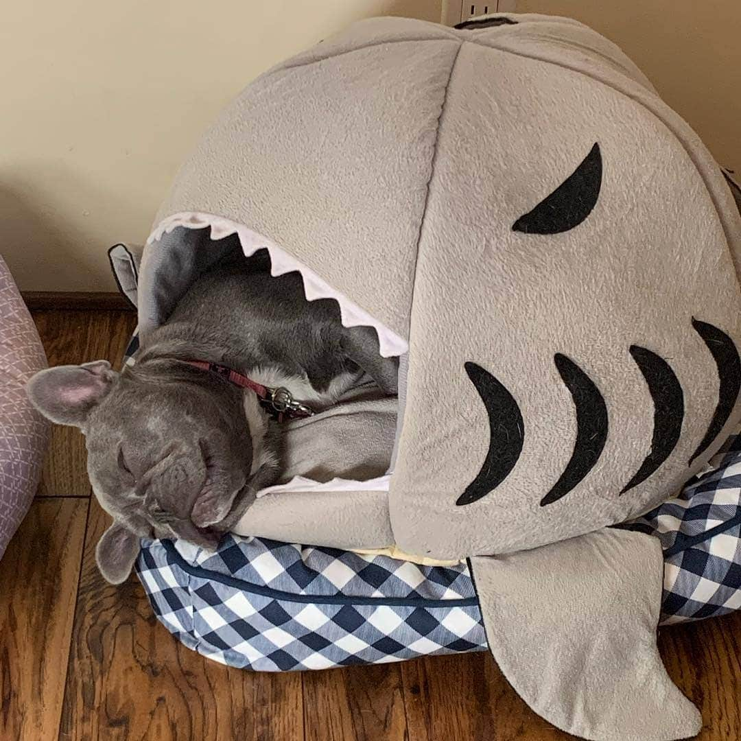 French Bulldogさんのインスタグラム写真 - (French BulldogInstagram)「I’m happy for the little extra padding under my Shark House 🦈🦈🦈 Check the LINK IN OUR BIO 👆👆👆 @sofia.rose.frenchie . . . . . #sharkbed #smallbed #uniquedogbeds #dogbed #sleepydog#sleepypuppy #frenchie #frenchbulldog #bullybreed#frenchie_photos #frenchie_bulldog #frenchiesofinstagram#frenchie_love #frenchie_edition」4月21日 3時03分 - frenchie.world