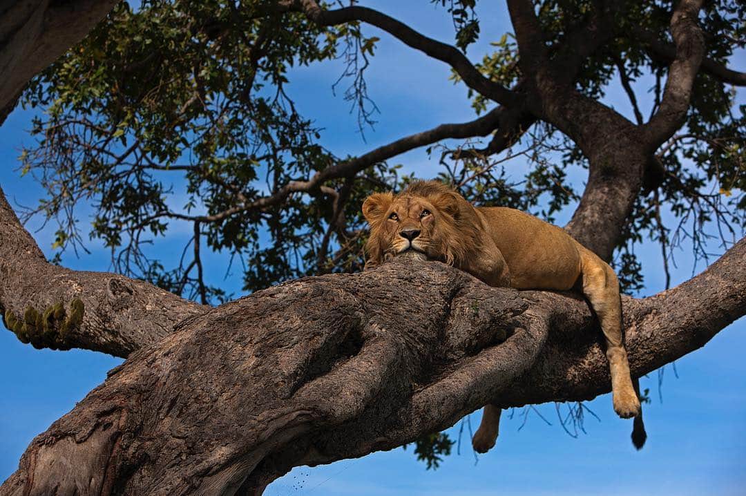 National Geographic Creativeさんのインスタグラム写真 - (National Geographic CreativeInstagram)「Photo by @beverlyjoubert | A male lion rests on a large tree branch in Masai Mara National Reserve, Kenya. #Lion #Kenya #Wildlife」4月21日 3時08分 - natgeointhefield