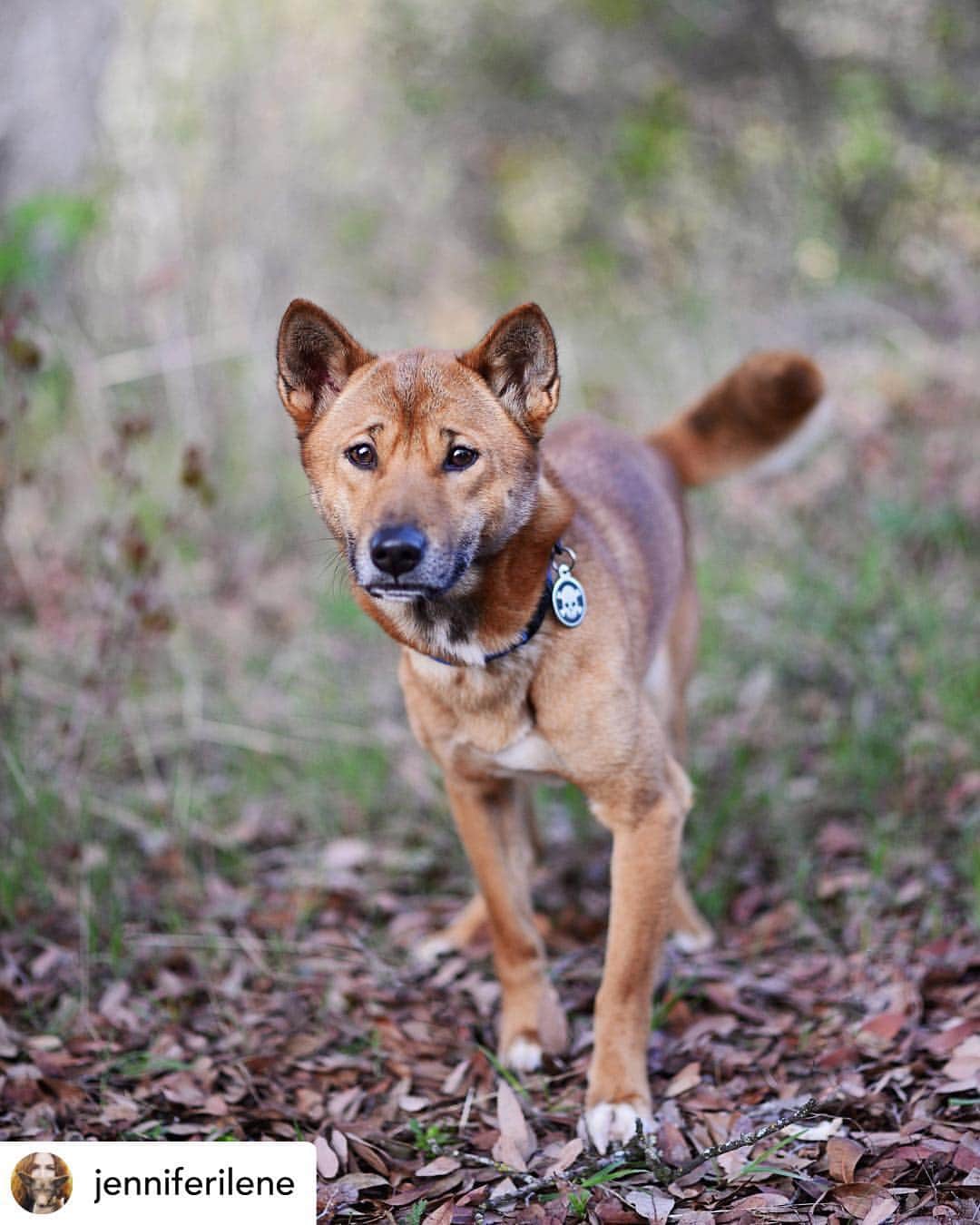 のインスタグラム：「If you have been to one of our encounter, please share your experience with the New Guinea Singing dogs.... what do you remember learning about them from us??? We would love for you to share your knowledge and experience with these amazing dogs with our followers!!!! . Posted @withrepost • @jenniferilene This may look like a regular dog that I’ve met at @jabcecc but look closer again!  Nicky is a New Guinea singing dog, the world’s RAREST and most ancient dog. These dogs are known for their unique vocalization. I think Nicky is the fourth or fifth singing dog I’ve met throughout my career. They are such sweet and unique animals! 🧡 . . . @jabcecc #newguineasingingdog #singingdog #nicky #jabcecc #socal #california #animallover #dogsofinstagram #deaftalent #deafphotographer #animalsco #animallove #animals_magic #animalsofinstagram #dogs #lovedgs #puppies #primitivedogs #dogsofig #canidconservation #wildlife-conservation #singers #」