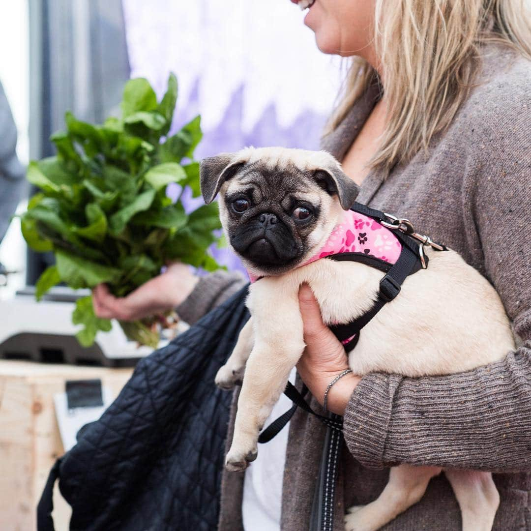 The Dogistさんのインスタグラム写真 - (The DogistInstagram)「Maggie, Pug (12 w/o), Union Square Greenmarket, New York, NY • “It’s her first time at the Greenmarket.”」4月21日 3時35分 - thedogist