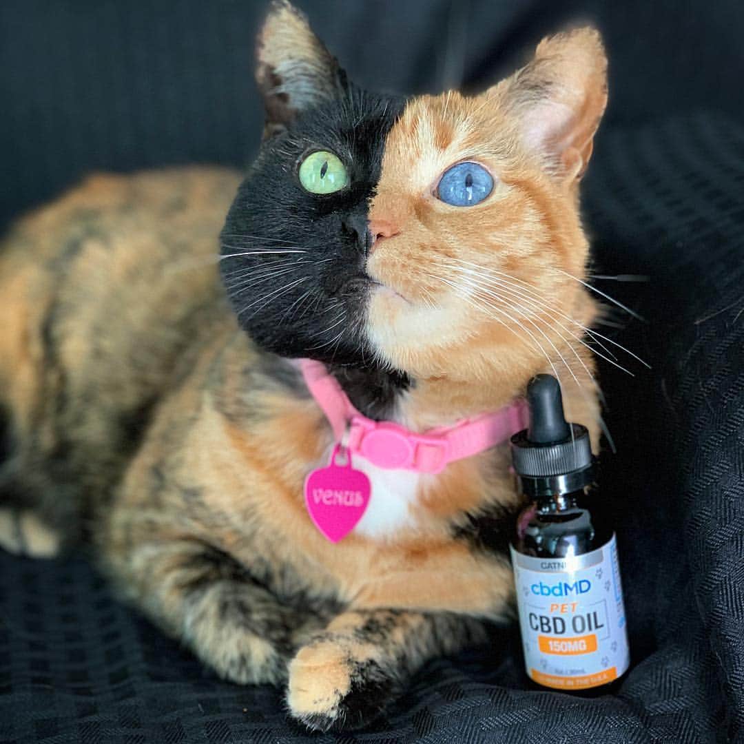 Venus Cat さんのインスタグラム写真 - (Venus Cat Instagram)「As we age, we can face challenges such as arthritis, increased separation anxiety, and joint discomfort from inflammation just to name a few. Four of us are seniors so we take CBD oil from @cbdmd.usa daily to help alleviate symptoms that can come from aging. 😺🐾 To learn more go to www.cbdMD.com (link in bio). Use coupon code VENUS for 20% off your 1st order!  All @cbdmd.usa products are THC-free & non-GMO. 🐾 #cbdoil #sponsored」4月21日 3時38分 - venustwofacecat