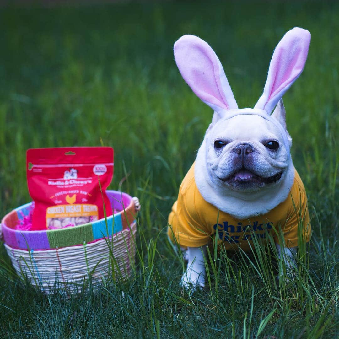 Sir Charles Barkleyさんのインスタグラム写真 - (Sir Charles BarkleyInstagram)「Chicks dig me. And I’m diggin these chicken treats from @stellaandchewys! Barkley goes crazy for them! And we love that it’s 1 simple ingredient, freeze dried raw! #happyeaster #stellaandchewys #ad」4月21日 3時46分 - barkleysircharles