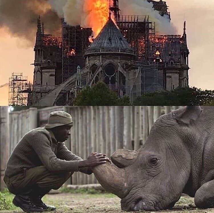WildLifeのインスタグラム：「How come we can raise 1 billion dollars in 2 days for the reconstruction of the Notre Dame, but no one blinks an eye when there's a threat that the Nothern White Rhino is about to go extinct? Photo via © @helpingrhinos」