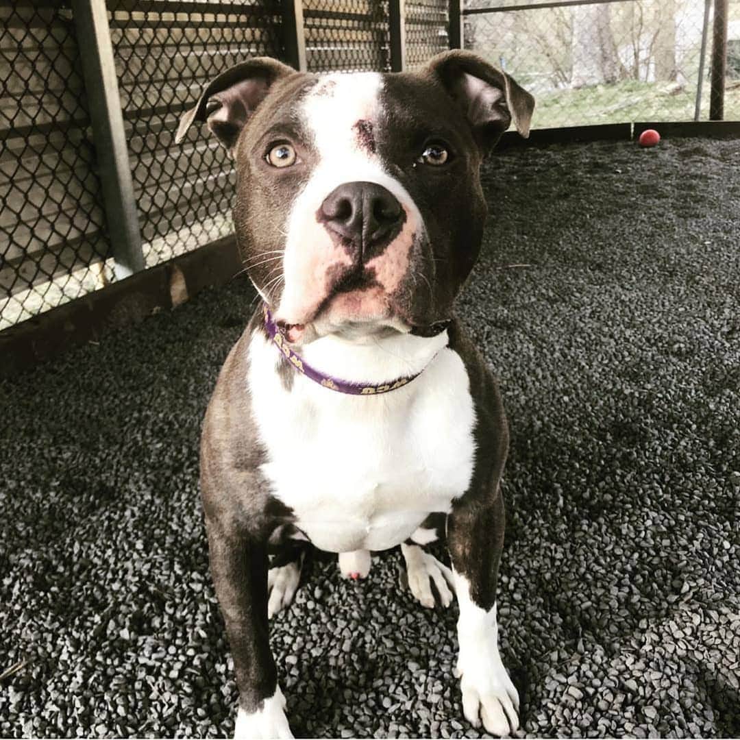 Manny The Frenchieのインスタグラム：「Huge THANK YOU to everyone who donated to Tyson and @camppapillon! We couldn't do this without you guys and we love you all so much for your continued support! ❤  Stay tuned for our next fundraising initiative.  www.mannyandfriends.org」