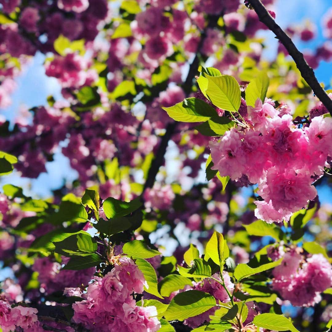 ダン・ブカティンスキーさんのインスタグラム写真 - (ダン・ブカティンスキーInstagram)「Do NOT PassOver the beauty of #spring in full bloom here!」4月21日 4時41分 - danbucatinsky