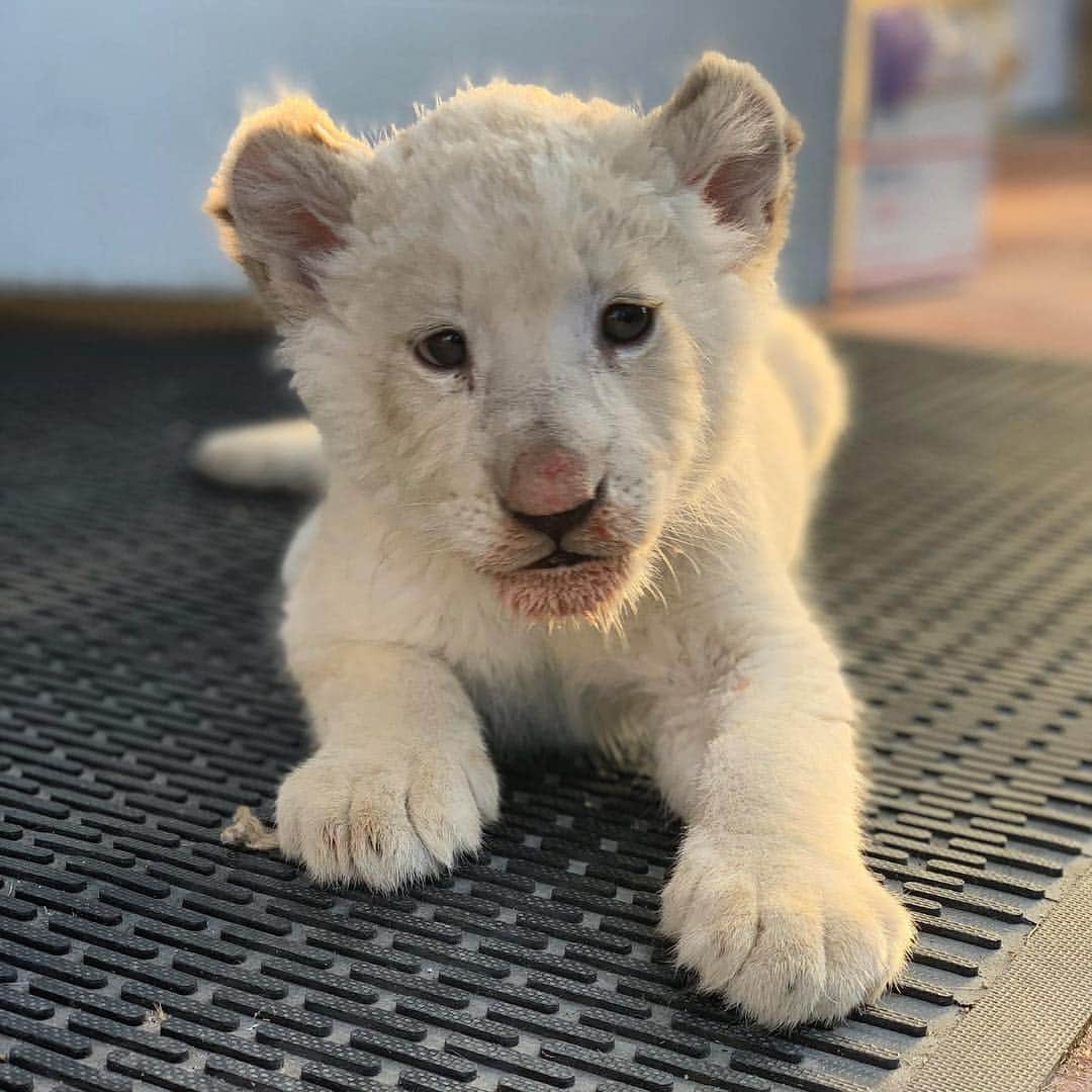 Zoological Wildlife Foundationさんのインスタグラム写真 - (Zoological Wildlife FoundationInstagram)「Amara after her first experience with red meat😊❤️🐾 . #lion #lioness #cub #zwfmiami #zwf #endangeredspecies #bigcat」4月21日 4時45分 - zwfmiami
