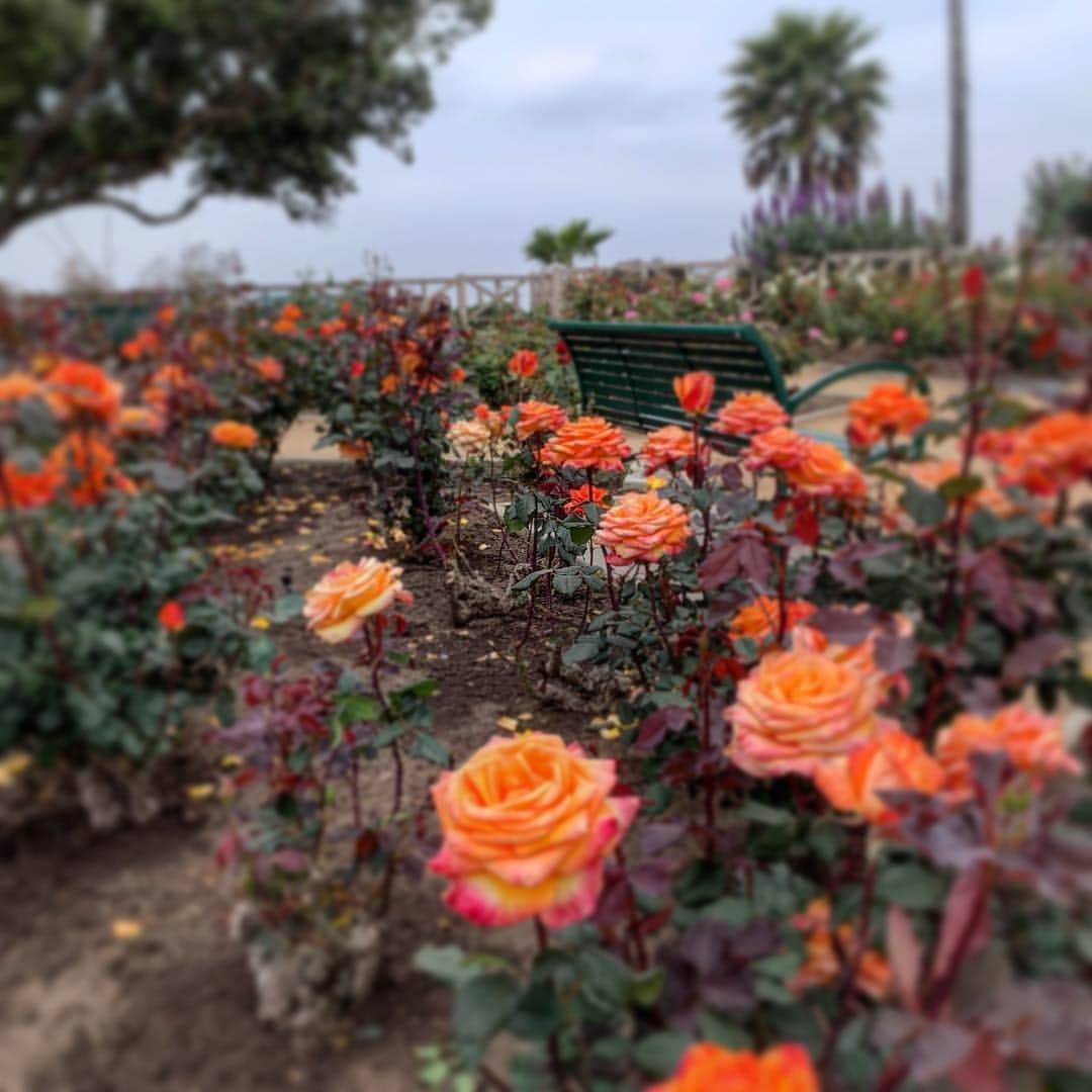 ロン・ハワードさんのインスタグラム写真 - (ロン・ハワードInstagram)「#SantaMonica #Spring Have a peaceful #Easter Weekend」4月21日 5時07分 - realronhoward