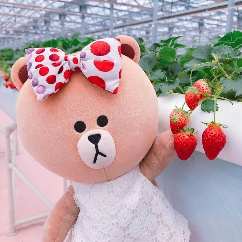 CHOCOのインスタグラム：「🍓🍓🧁🍓🧁🍓🍓 . ＃いつでも旬💘いちごのテーマパーク🍓✨ . 4種類のいちご狩りが一年中楽しめるよっ♬ 新鮮ないちごが食べられて幸せ😍 次はクッキー作り体験もしてみたいな💕💕 . . #東京ストロベリーパーク #linefriends #withCHOCO」