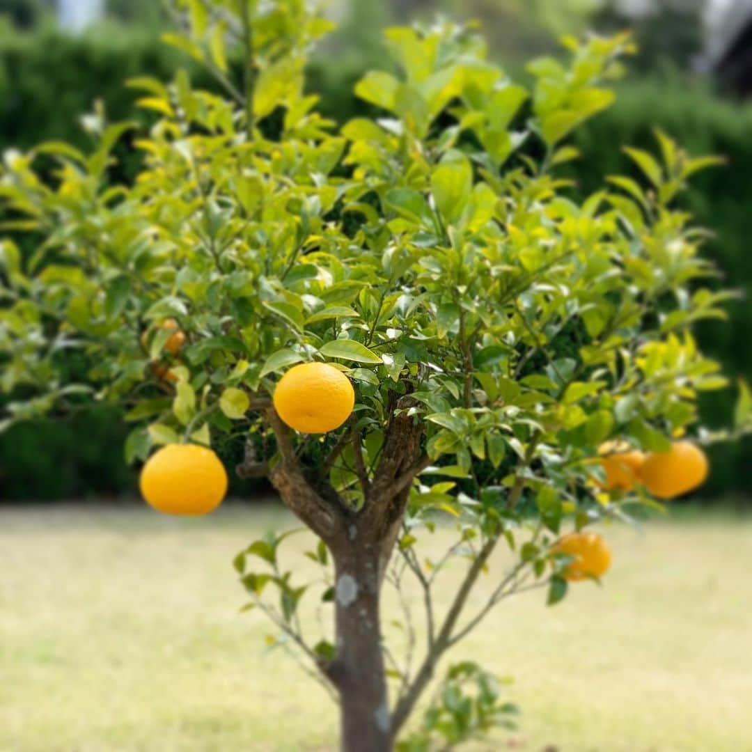 藤原美智子さんのインスタグラム写真 - (藤原美智子Instagram)「庭で育てている我が家の #夏ミカン。 年を越して、そろそろ #食べ頃 になったかな？ということで #収穫 してみました😆 ・ うーん、ちょっぴりまだ甘みが足りなかったかなぁ。なので少し #ハチミツ をかけていただきました😋美味しかったです、まる💓 ・ 残りは来月頃、食べてみることに✨ ・ #目指せ #自給自足生活  #✊😄 #ガーデニング #ガーデニング備忘録 #藤原美智子 #fujiwaramichiko #ladonna #michikolife」4月21日 6時08分 - michiko.life