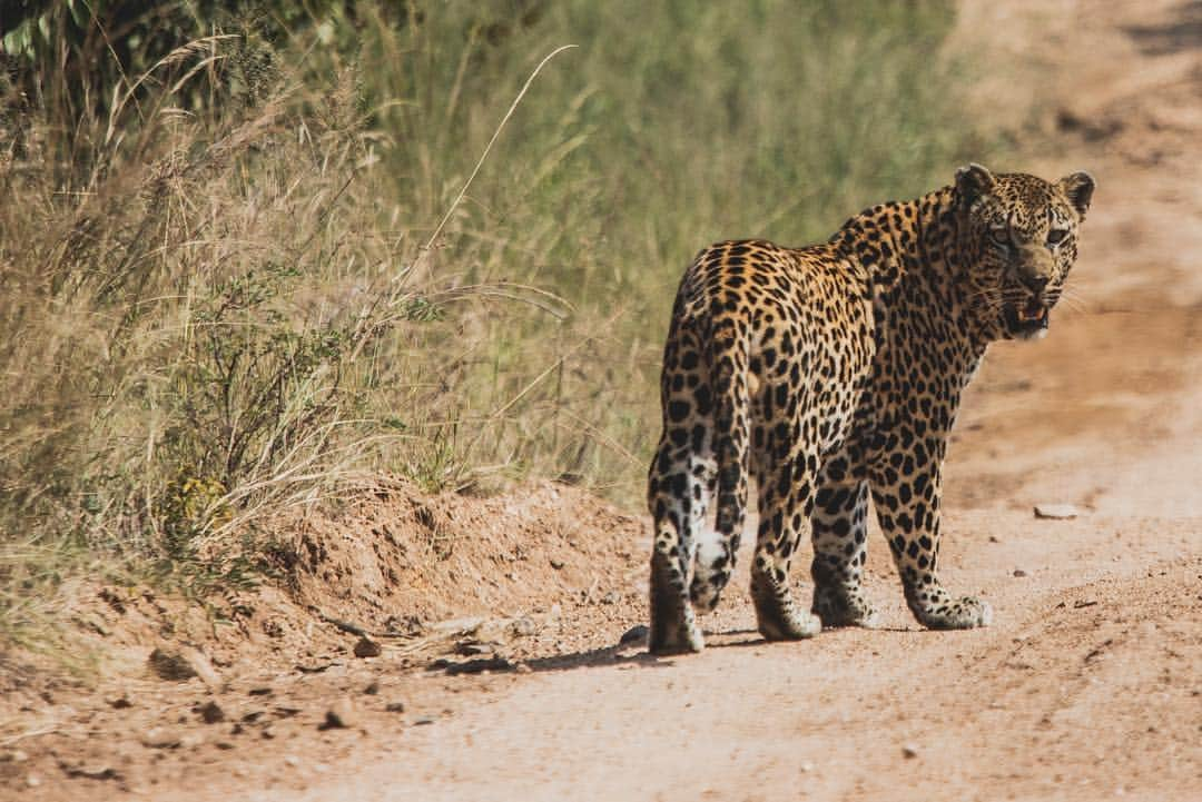 アンドレア・ボチェッリさんのインスタグラム写真 - (アンドレア・ボチェッリInstagram)「. A day at Sabi Sabi wildlife reserve . ph: @lucarossettiph」4月21日 6時04分 - andreabocelliofficial