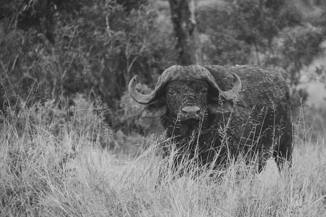 アンドレア・ボチェッリさんのインスタグラム写真 - (アンドレア・ボチェッリInstagram)「. A day at Sabi Sabi wildlife reserve . ph: @lucarossettiph」4月21日 6時04分 - andreabocelliofficial