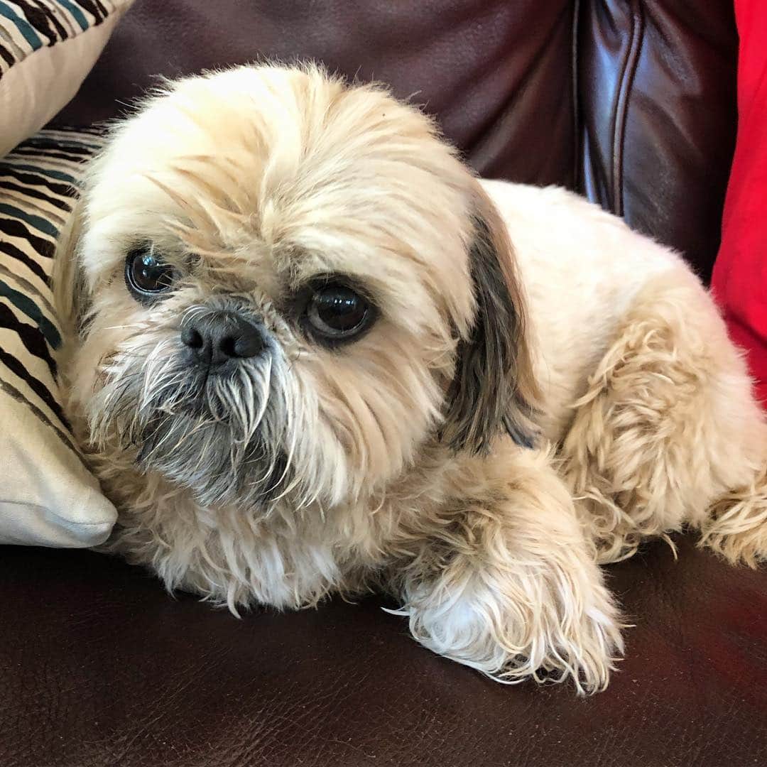 Dougie the Shih Tzuさんのインスタグラム写真 - (Dougie the Shih TzuInstagram)「Why do weekends always include baths?」4月21日 6時34分 - dailydougie