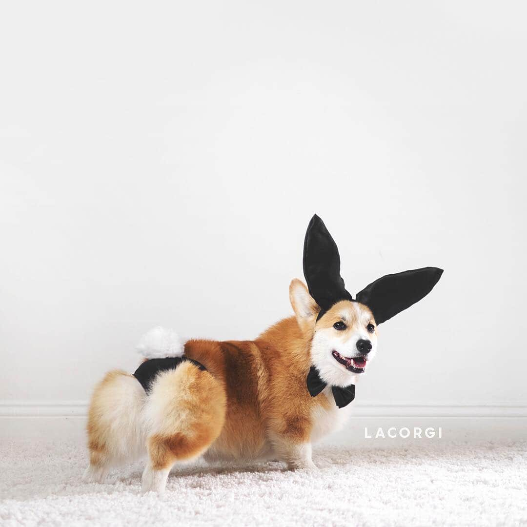 Geordi La Corgiさんのインスタグラム写真 - (Geordi La CorgiInstagram)「Easter outfit inspo」4月21日 6時45分 - lacorgi