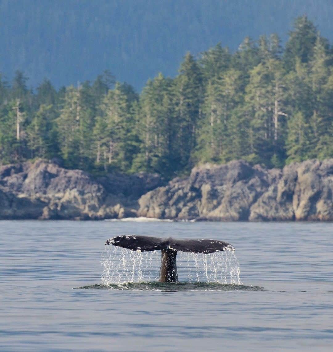 National Geographic Travelさんのインスタグラム写真 - (National Geographic TravelInstagram)「Photo by @bertiegregory | A Gray whale lifts its tail flukes to dive in the shallow waters off the west coast of Vancouver Island, British Columbia, Canada. Gray whales breed in the warm tropical warmers off the coast of Mexico. They then migrate north to richer waters to feed. Although the individual pictured decided to spend the summer off the coast of British Columbia, some Grays head all the way up to Alaska on one of the longest mammal migrations on the planet.  #britishcolumbia #photography #wildlife #coast #whale」4月21日 7時02分 - natgeotravel