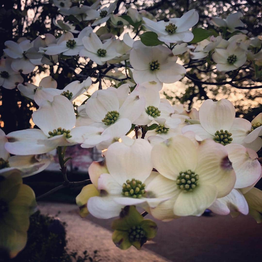 木山裕策さんのインスタグラム写真 - (木山裕策Instagram)「おはようございます☀ 今日は滋賀県へ行ってきまーす‼️」4月21日 6時54分 - kiyamayusaku