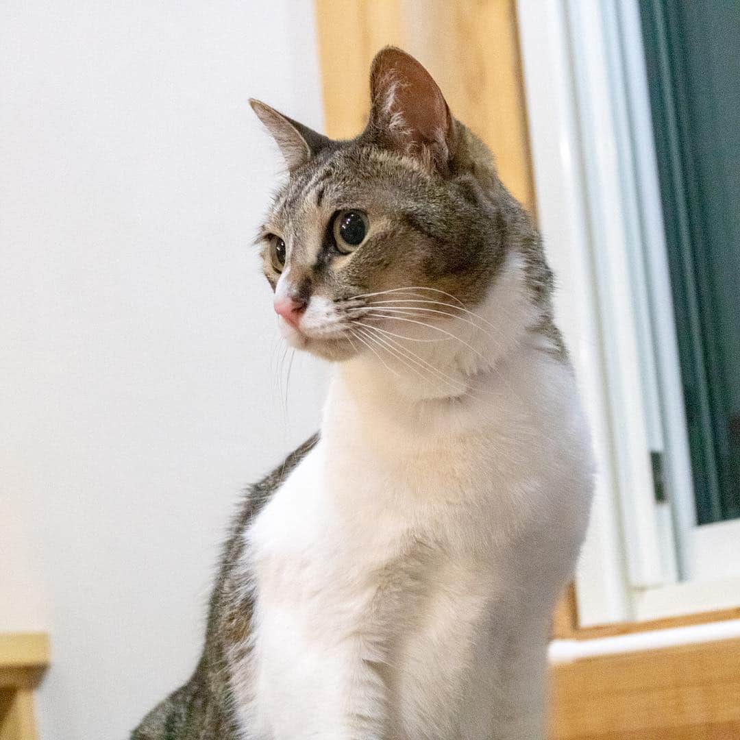 マアルのインスタグラム：「おこげちゃん🐈 #北海道 #旭川市 #ペットホテル #猫 #cat」