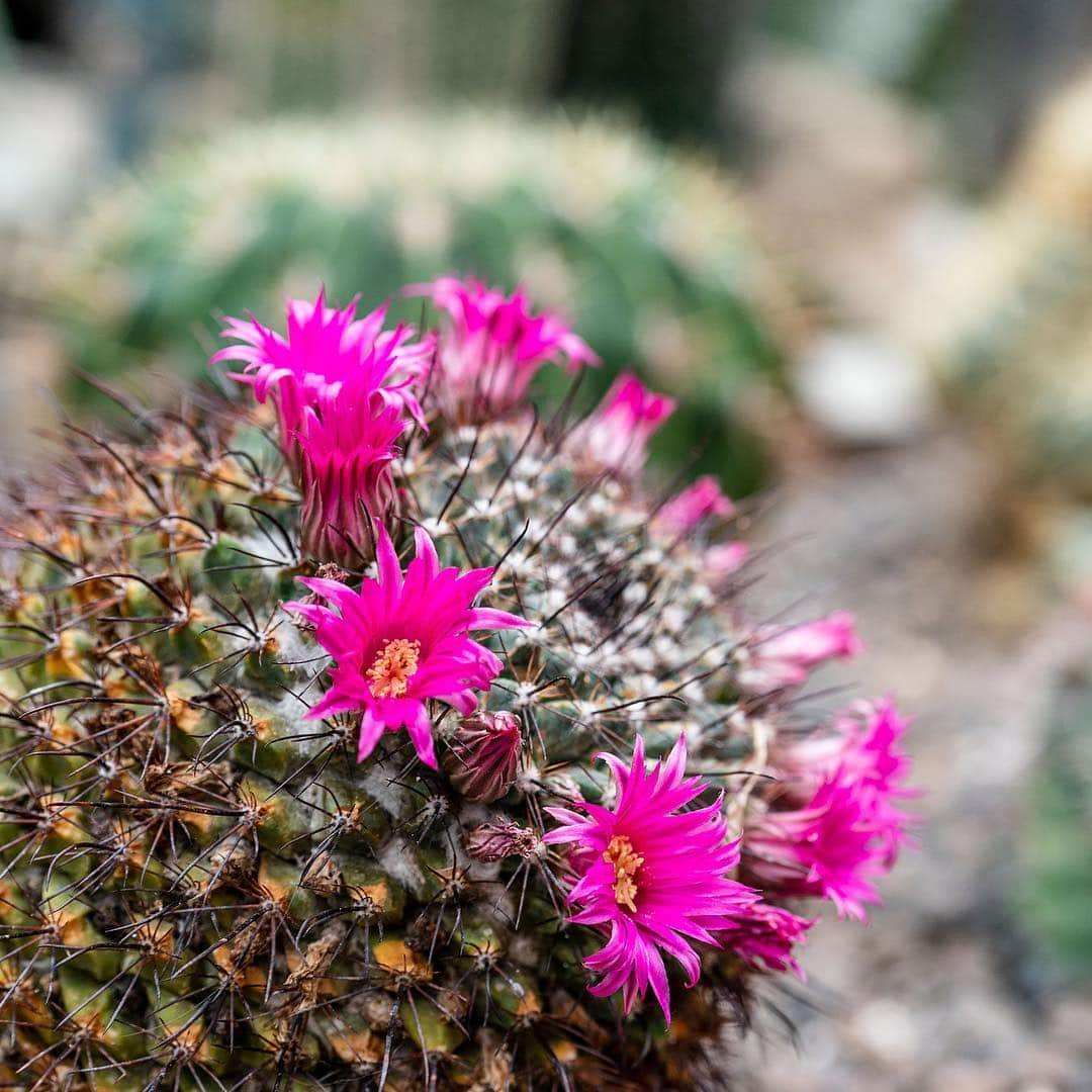 ニューヨーク植物園のインスタグラム