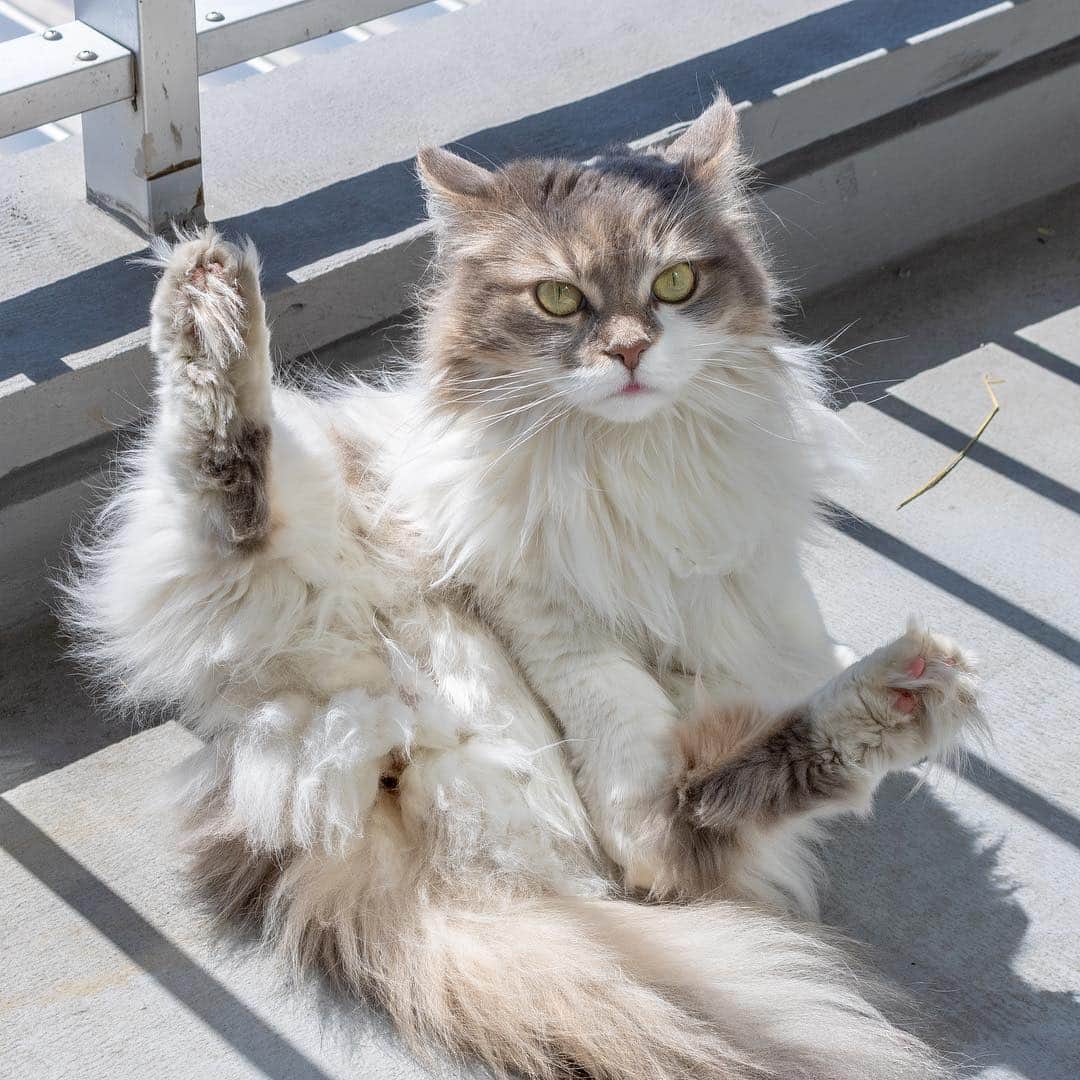 マアルのインスタグラム：「クーちゃん🐈 #北海道 #旭川市 #ペットホテル #メインクーン #ヒマラヤン」