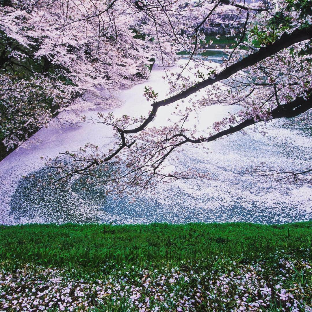 Michael Yamashitaさんのインスタグラム写真 - (Michael YamashitaInstagram)「Fallen cherry blossoms at the Imperial Palace moat - To die like a cherry blossom, which falls at the peak of its beauty held deep appeal to the samurai, Japan's ancient warrior class.  #samurai #sakura #cherryblossoms #imperialpalace」4月21日 7時00分 - yamashitaphoto