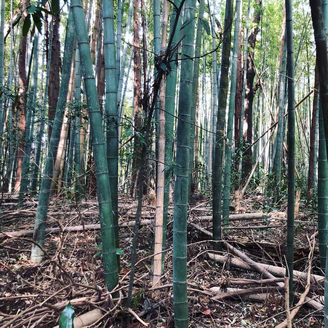 run+さんのインスタグラム写真 - (run+Instagram)「今年も楽しい 竹の子狩り 夢中になり過ぎて採った写真撮るの忘れちゃった💦」4月21日 7時05分 - runplus