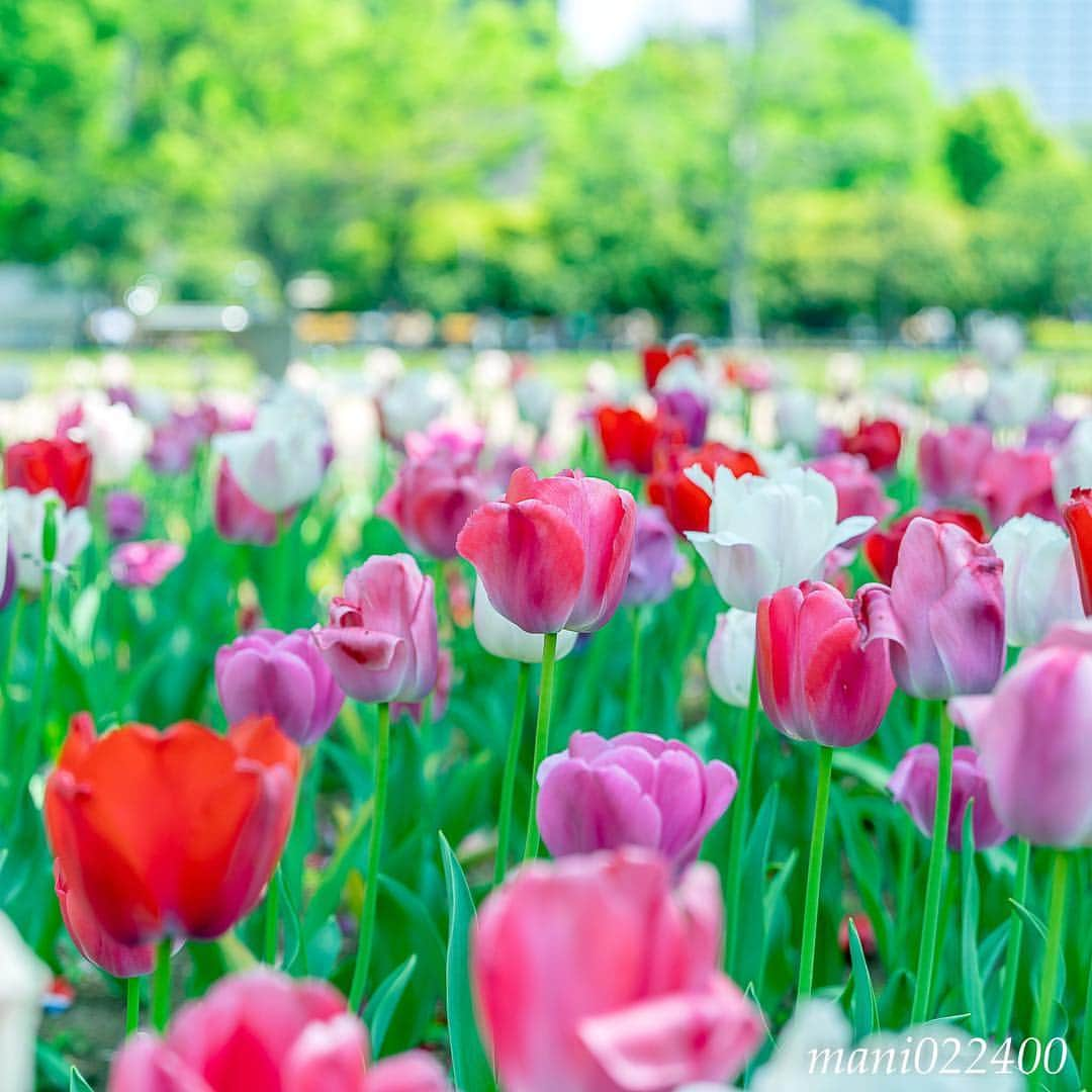 mani022400さんのインスタグラム写真 - (mani022400Instagram)「. 21 Apr. 2019 . Good morning🌸🌺🌹✨ 日比谷公園で撮った感じにしたかったので 撮る位置を低くして背景に 公園ぽいもの、ビルを入れてみました〜😊 . . . 🌺🌺🌺🌷🌷🌷🌹🌹🌹🌸🌸🌸 ご訪問ありがとうございます🙇 . お花以外の写真は サブアカウントにポストしています。 良かったら、覗いてください🙇🙇 ⬇️⬇️⬇️ @mani0224000 . 🌺🌺🌺🌷🌷🌷🌹🌹🌹🌸🌸🌸 . . . 🔷🔷🔷🔷🔷🔷🔷🔷🔷 #カメラ好きな人と繋がりたい jalan_travel #flower  #花 #flowers  #写真好きな人と繋がりたい love_bestjapan  serahana #ファインダー越しの私の世界 じゃらん花畑 #花のある暮らし  #bns_lite #eclecticshow #explore_floral . #9vaga9  9vaga_3flowers9 9Vaga_Rose9 #floristsandflowers #ip_blossoms_member #fabulous_shots ig_flowers #ponyfony_flowers #meiko_flora_member #myheartinshots #la_flowers #rainbow_petals #top_favourite_flowers  #quintaflower #inspiring_shot #phx_flowers #flower_special_legend  nature_special_legend  #ind_flowers #tv_flowers #best_moments_flora  #best_beauty_flora_  9vaga_flowersart9 #ptk_flowers #fleur_noblesse_m .」4月21日 7時07分 - mani022400