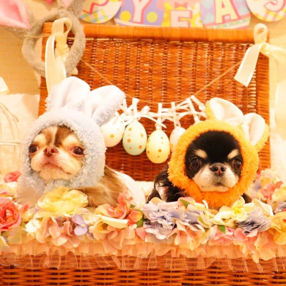 kayoさんのインスタグラム写真 - (kayoInstagram)「* * ✨🥚🎀Happy Easter🎀🥚✨ * * 可愛いうさぎちゃん達🐰💗🐰💗🐰💗 * * #イースター #Easter #chihuahua#chihuahualove#dogstgram#dog#instadog#チワワ#チワワ大好き * *」4月21日 7時19分 - kayo063