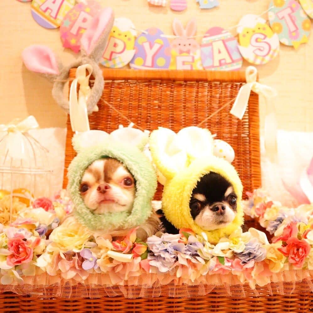 kayoのインスタグラム：「* * ✨🥚🎀Happy Easter🎀🥚✨ * * 可愛いうさぎちゃん達🐰💗🐰💗🐰💗 * * #イースター #Easter #chihuahua#chihuahualove#dogstgram#dog#instadog#チワワ#チワワ大好き * *」