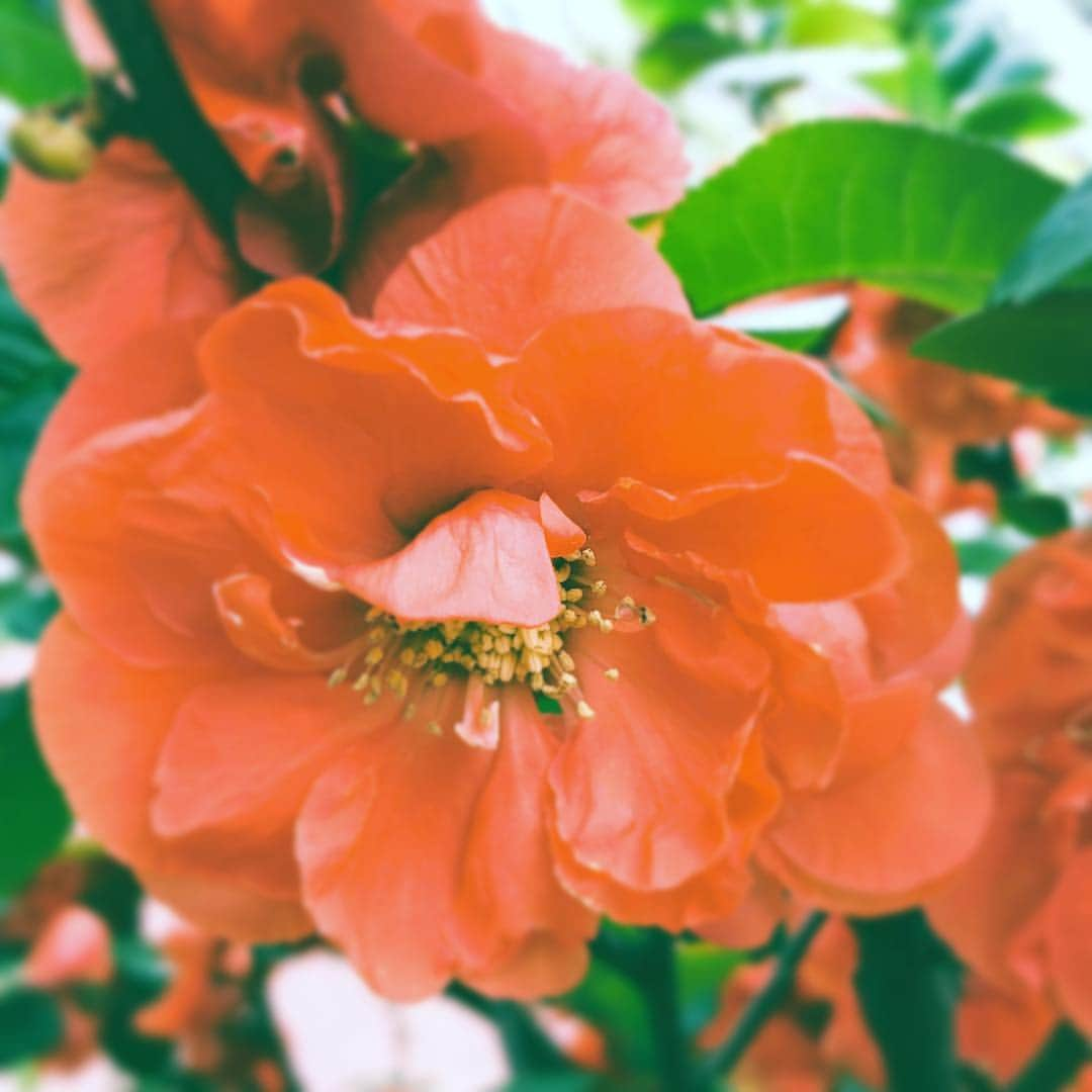 中野敬久さんのインスタグラム写真 - (中野敬久Instagram)「#flowersoflife #flower #red #spring #sunday」4月21日 7時35分 - hirohisanakano