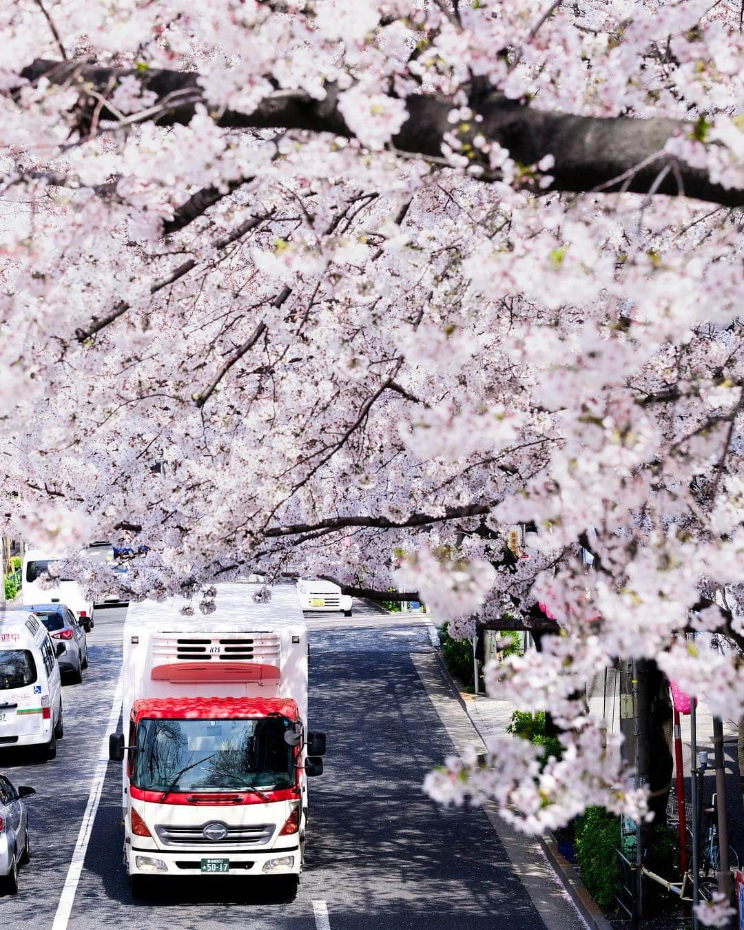 TAKI Modさんのインスタグラム写真 - (TAKI ModInstagram)「. . Sakura🌸 . . . 【location : Tokyo , Japan 】 . . follow☞@team_jp tag ☞#team_jp_ ←最後の_忘れずに . .  XPRO2 / XF80mmF2.8 R LM OIS WR  #桜#cherryblossom  #instagramjapan #RECO_ig #instagram #igersjp #IG_CATALONIA #igrecommend #IG_phos #写真好きな人と繋がりたい#pasha_magazine#fujifilm_xseries#今日もX日和  #tokyocameraclub #東京カメラ部 #whim_life #instagood#私が紡ぐ物語  #シブセイcurbon写真展  #daily_photo_jpn#as_archive #Japan_Daytime_View#indies_gram  #rox_captures #transfer_visions  #lovers_Nippon」4月21日 7時59分 - taki_318