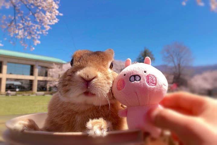 ラン?さんのインスタグラム写真 - (ラン?Instagram)「お花見🌸 昨日ね、近くの公園に桜見に行ってきたよ🐰🌸 うさこちゃんとツーショット🐰🐰💗 キャリーから覗くだけだったけどね(✿︎´ ꒳ ` ) たまにはお外もいいよね♡ ☆ #桜 #うさまる #うさぎ #ネザーランドドワーフ #rabbit #bunny #bunnystagram  #rabbitstagram  #cute  #かわいい #ふわもこ部  #もふもふ  #zip写真部  #アニマル写真部 #instagramjapan #netherlanddwarf #うさぎと暮らす  #うさぎのいる暮らし #癒し #kawaii #ランちゃん  2019.04.21」4月21日 8時20分 - mofumofuusako