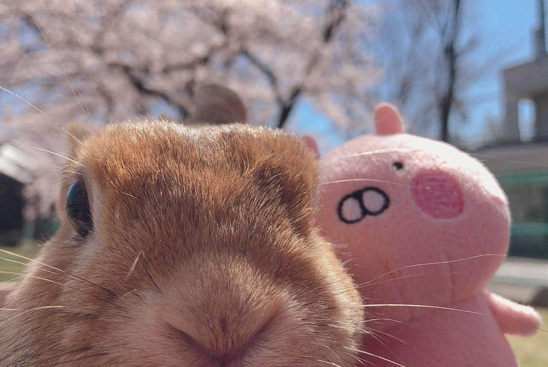 ラン?さんのインスタグラム写真 - (ラン?Instagram)「お花見🌸 昨日ね、近くの公園に桜見に行ってきたよ🐰🌸 うさこちゃんとツーショット🐰🐰💗 キャリーから覗くだけだったけどね(✿︎´ ꒳ ` ) たまにはお外もいいよね♡ ☆ #桜 #うさまる #うさぎ #ネザーランドドワーフ #rabbit #bunny #bunnystagram  #rabbitstagram  #cute  #かわいい #ふわもこ部  #もふもふ  #zip写真部  #アニマル写真部 #instagramjapan #netherlanddwarf #うさぎと暮らす  #うさぎのいる暮らし #癒し #kawaii #ランちゃん  2019.04.21」4月21日 8時20分 - mofumofuusako