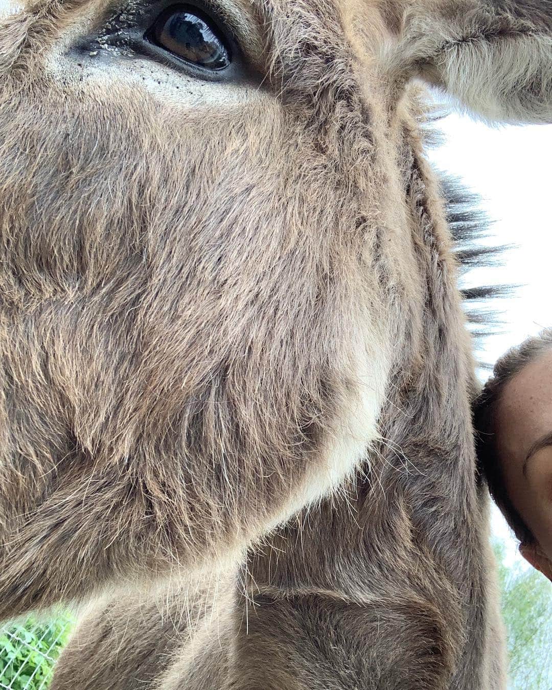 アンナ・パキンさんのインスタグラム写真 - (アンナ・パキンInstagram)「the #donkeyselfie was wildly successful...」4月21日 8時18分 - _annapaquin