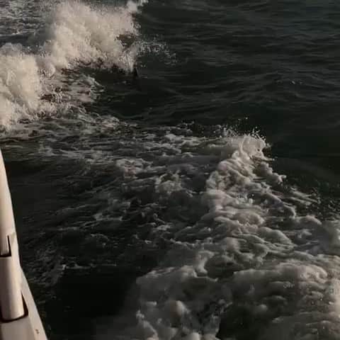 ワイクリフ・ジョンのインスタグラム：「Happy 420 from the Dolphins !! We in the water !!!!! Streaming on all platforms “420”@WavieBoi_b @Wavie_d @alshawnmartin #WavieGang  @headsmusic」