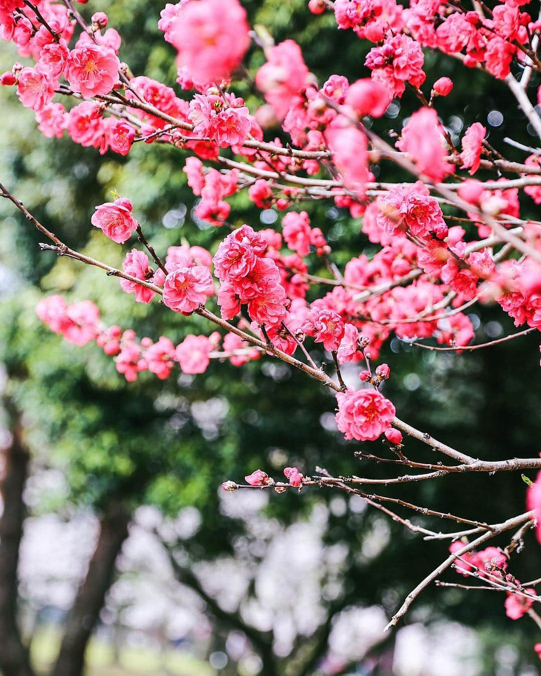 キャンディス・クマイさんのインスタグラム写真 - (キャンディス・クマイInstagram)「this weekend, make time to gaze at things you can easily fall in love with 😍  Japanese Forest Bathing 森林浴 Shin Rin Yoku 🌲  Japanese Flower Viewing 花見 Hanami 🌸  more on these concepts + self love and self care, the journey has been perfectly imperfect #wabisabi xxx be good to you💕 xxx ck」4月21日 8時33分 - candicekumai