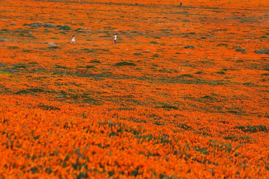 ナショナルジオグラフィックさんのインスタグラム写真 - (ナショナルジオグラフィックInstagram)「Photo by Gerd Ludwig @gerdludwig | Southern California’s recent “super bloom” draws thousands of tourists—like these in Antelope Valley—eager to explore and enjoy the natural phenomenon. Caused by heavier-than-usual rainfall in late winter, the bloom includes California poppies, desert dandelion, sand verbena, and evening primrose that blanket many areas in stunning color. For more photos of the super bloom, go to @gerdludwig. #California #AntelopeValley #superbloom #poppies」4月21日 8時39分 - natgeo